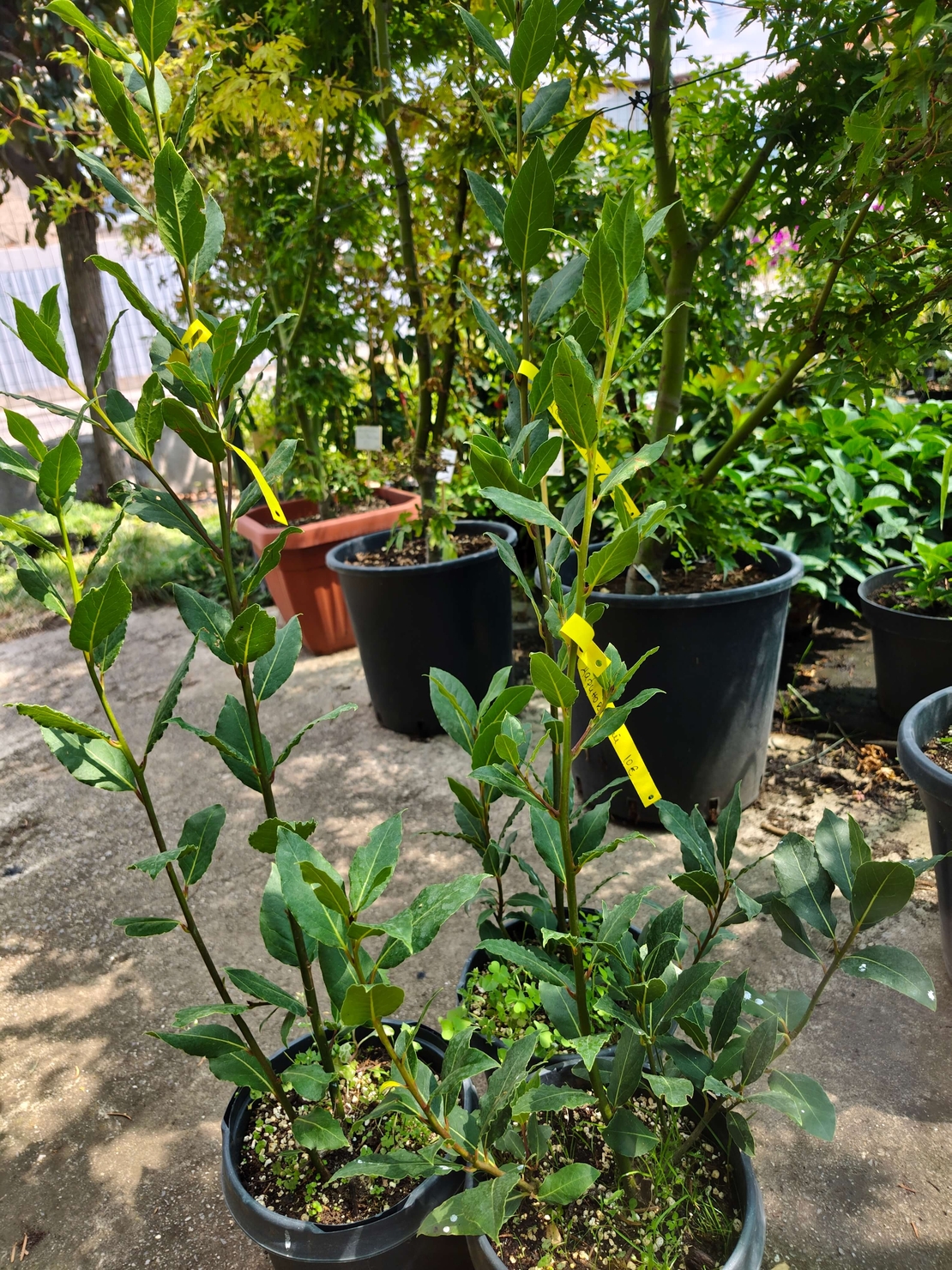 Laurus nobilis (Дафинов лист)