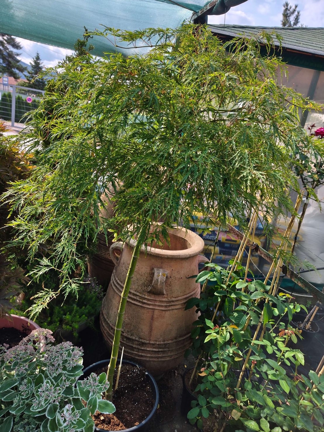 Acer palmatum 'Viridis green'