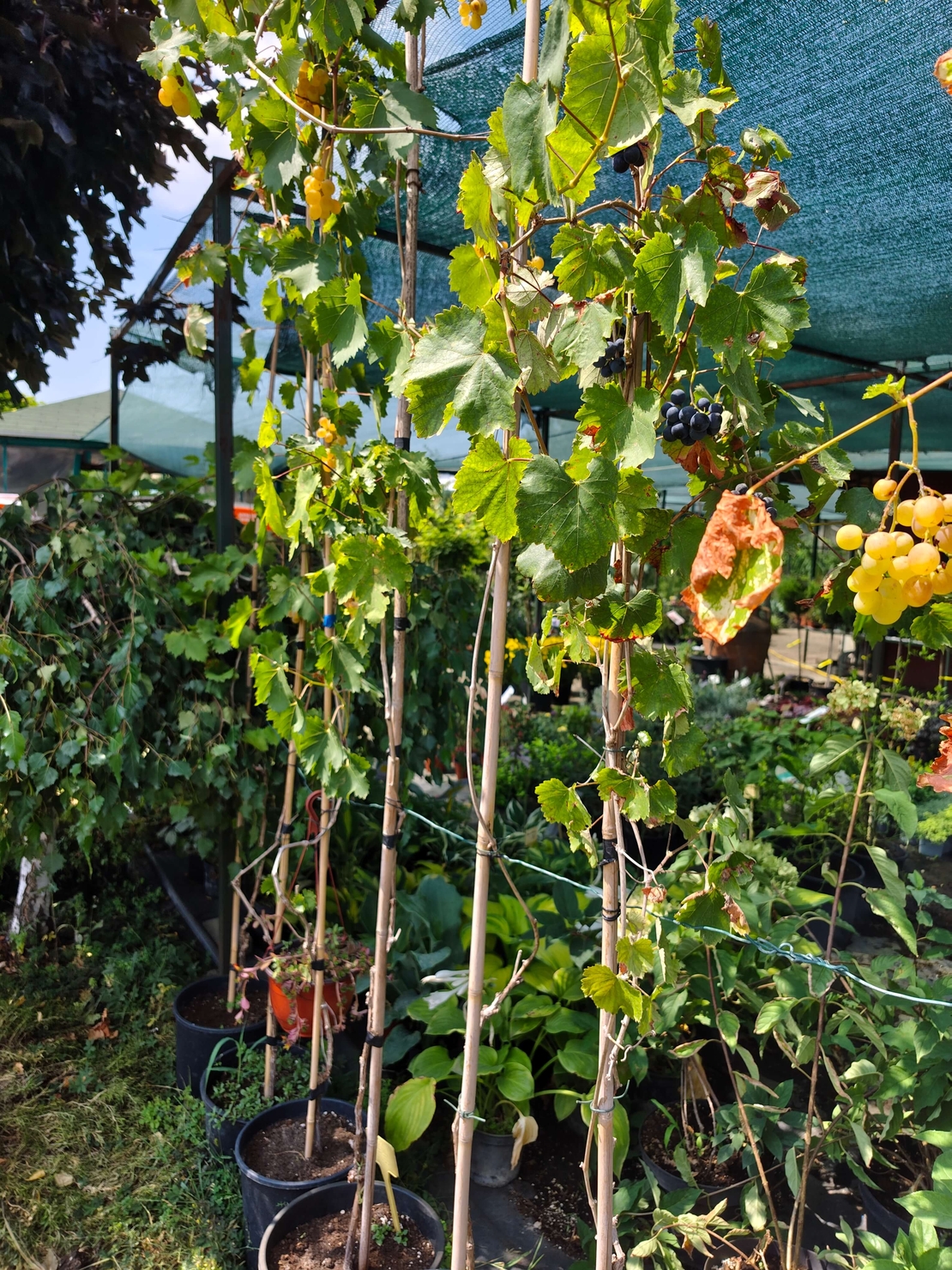 Vitis vinifera (Десертно грозде)