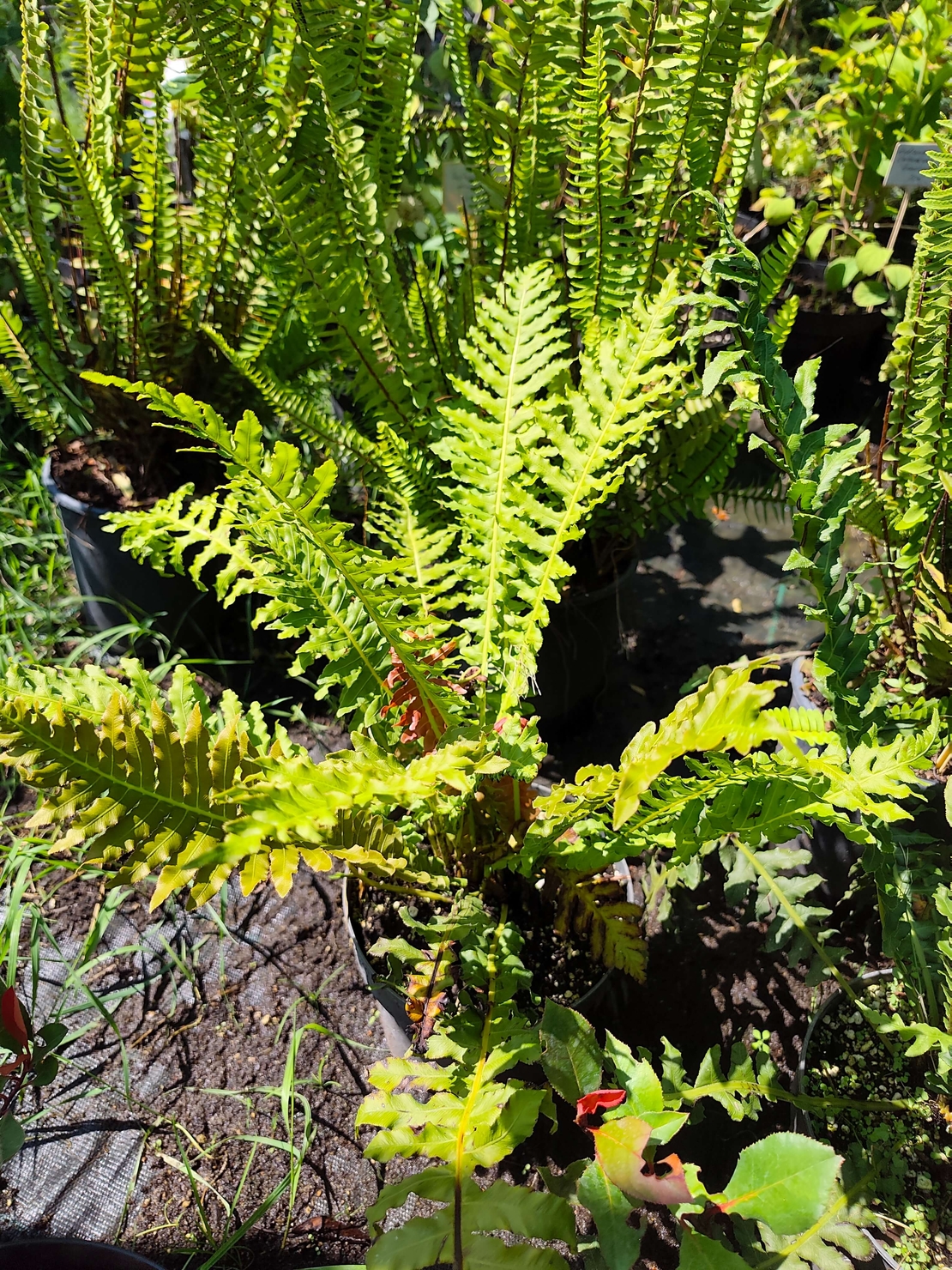 Dryopteris filix-mas (Мъжка папрат)