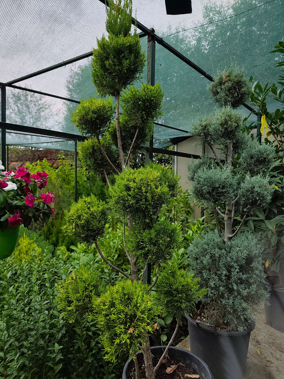Топиар Пон Пон Cupressus macrocarpa 'Gold Crest'