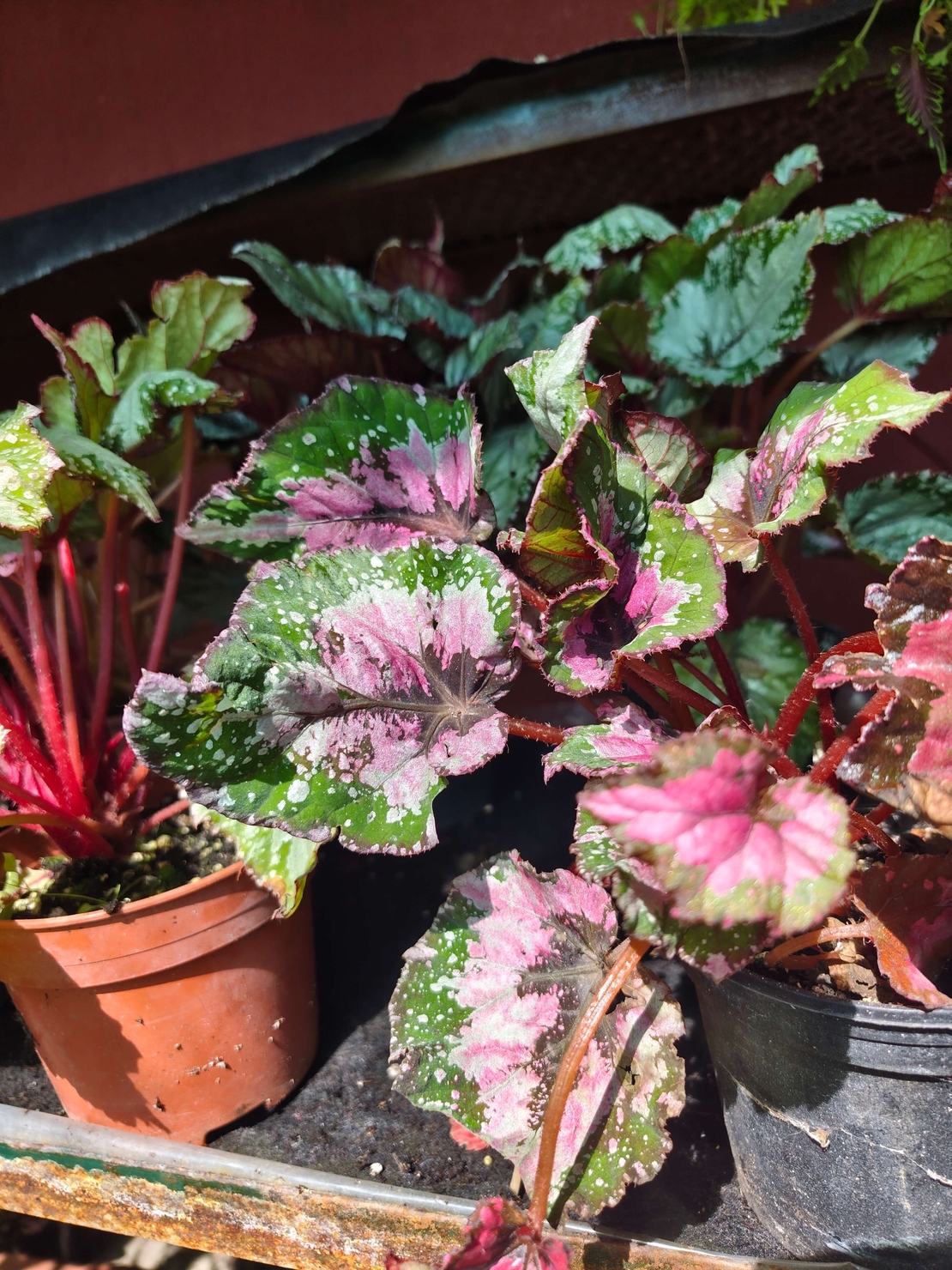 Begonia rex (Бегония рекс)
