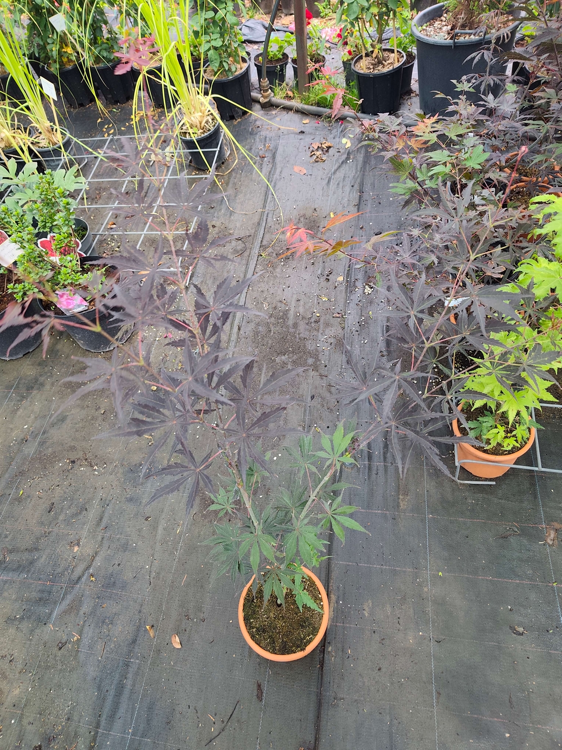 Acer palmatum (Японски клен)