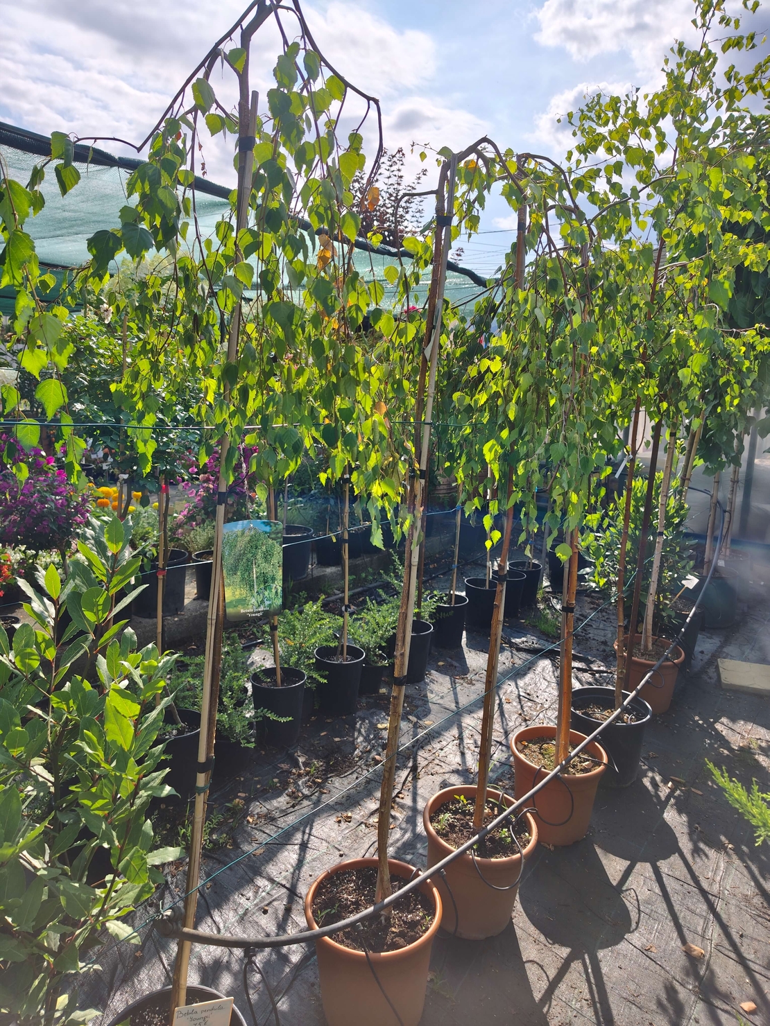 Betula pendula 'Youngii'