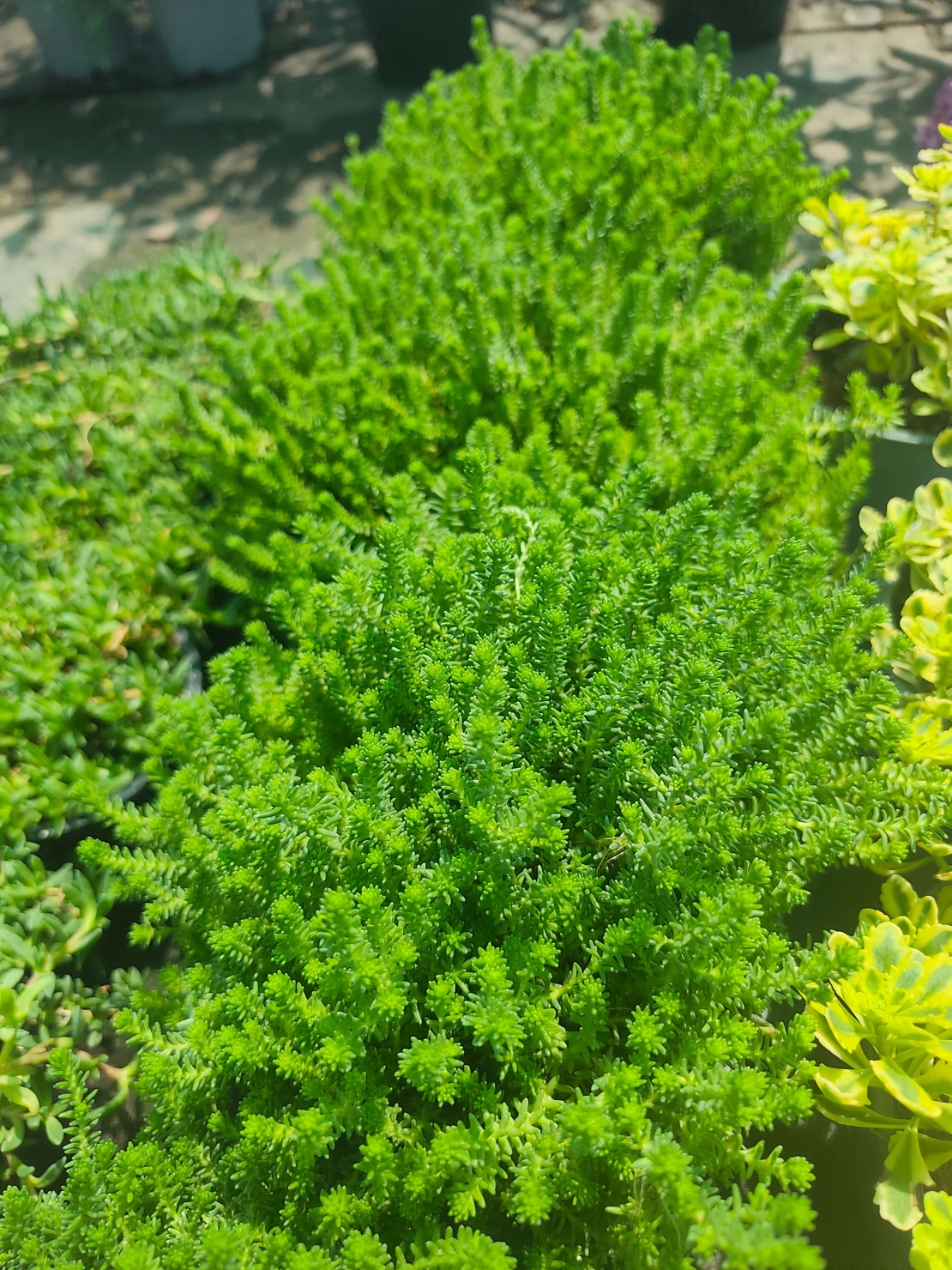 Sedum sexangulare (Шестореден седум)