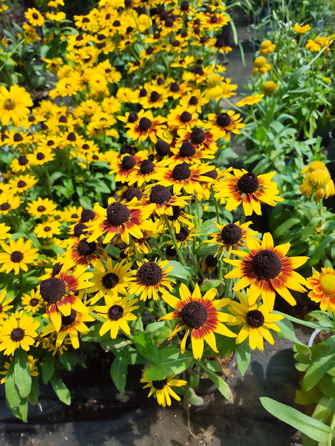 Rudbeckia fulgida (Рудбекия)