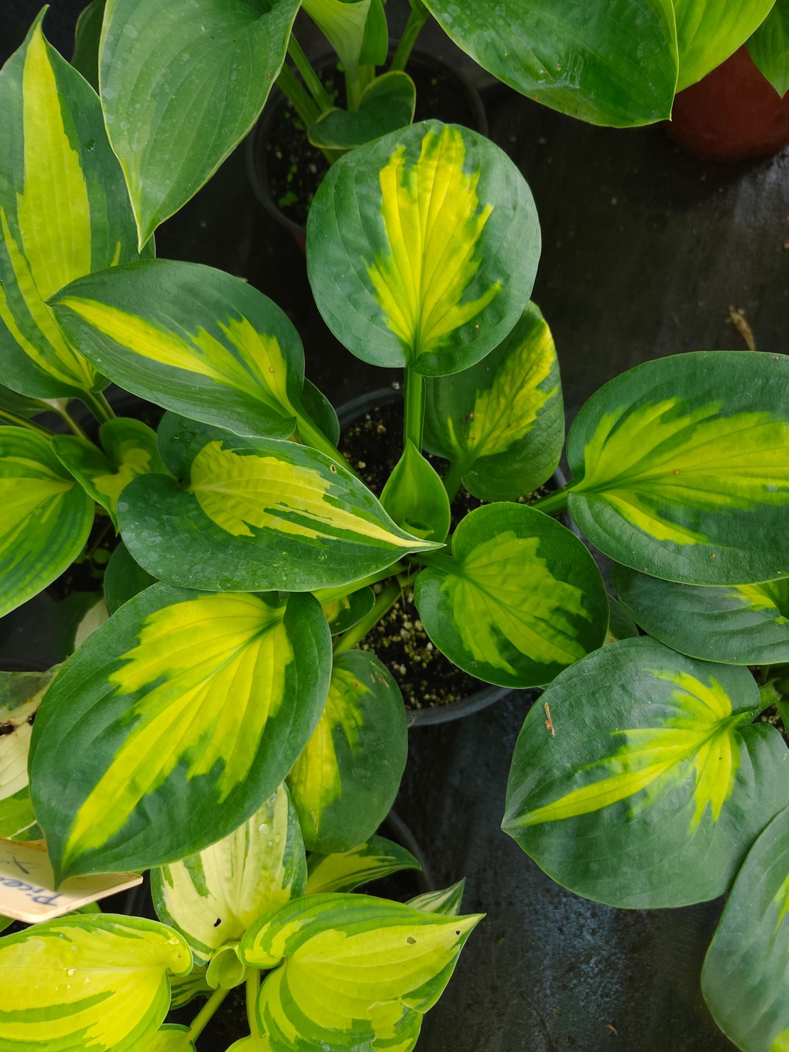 Hosta