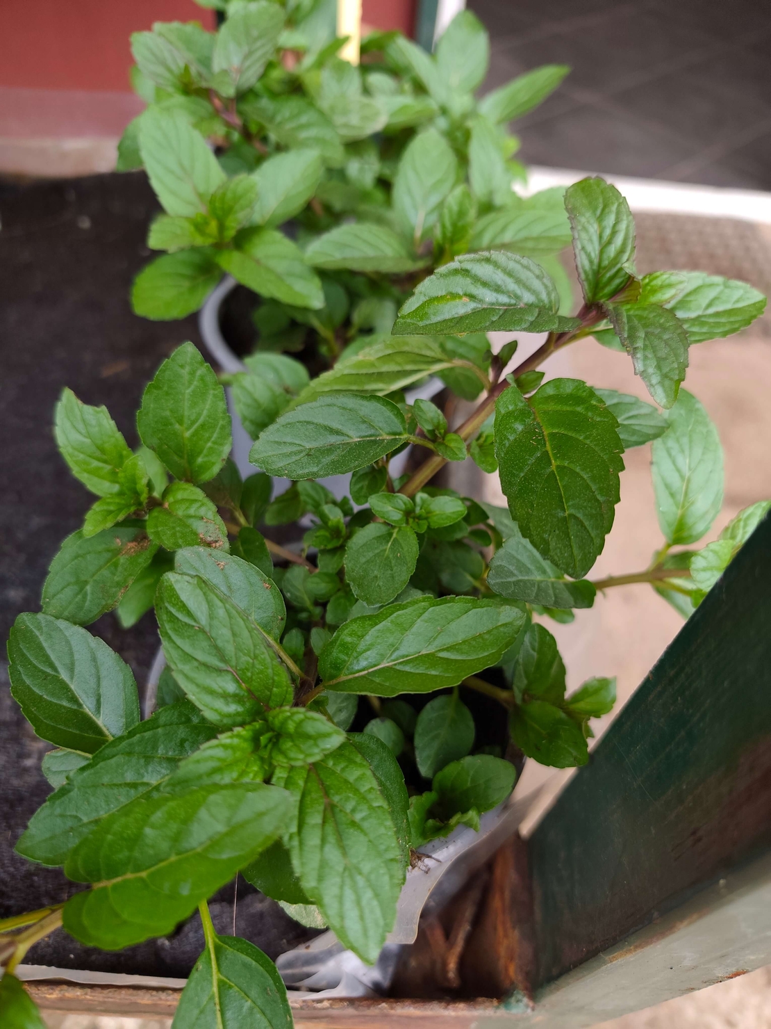 Mentha