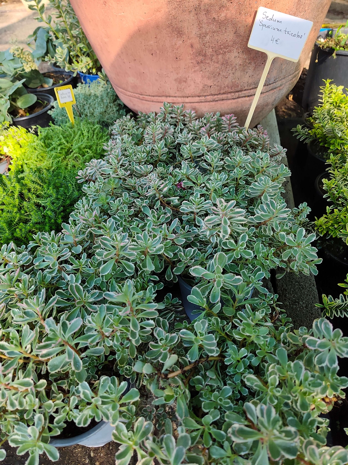 Sedum spurium 'Tricolor'