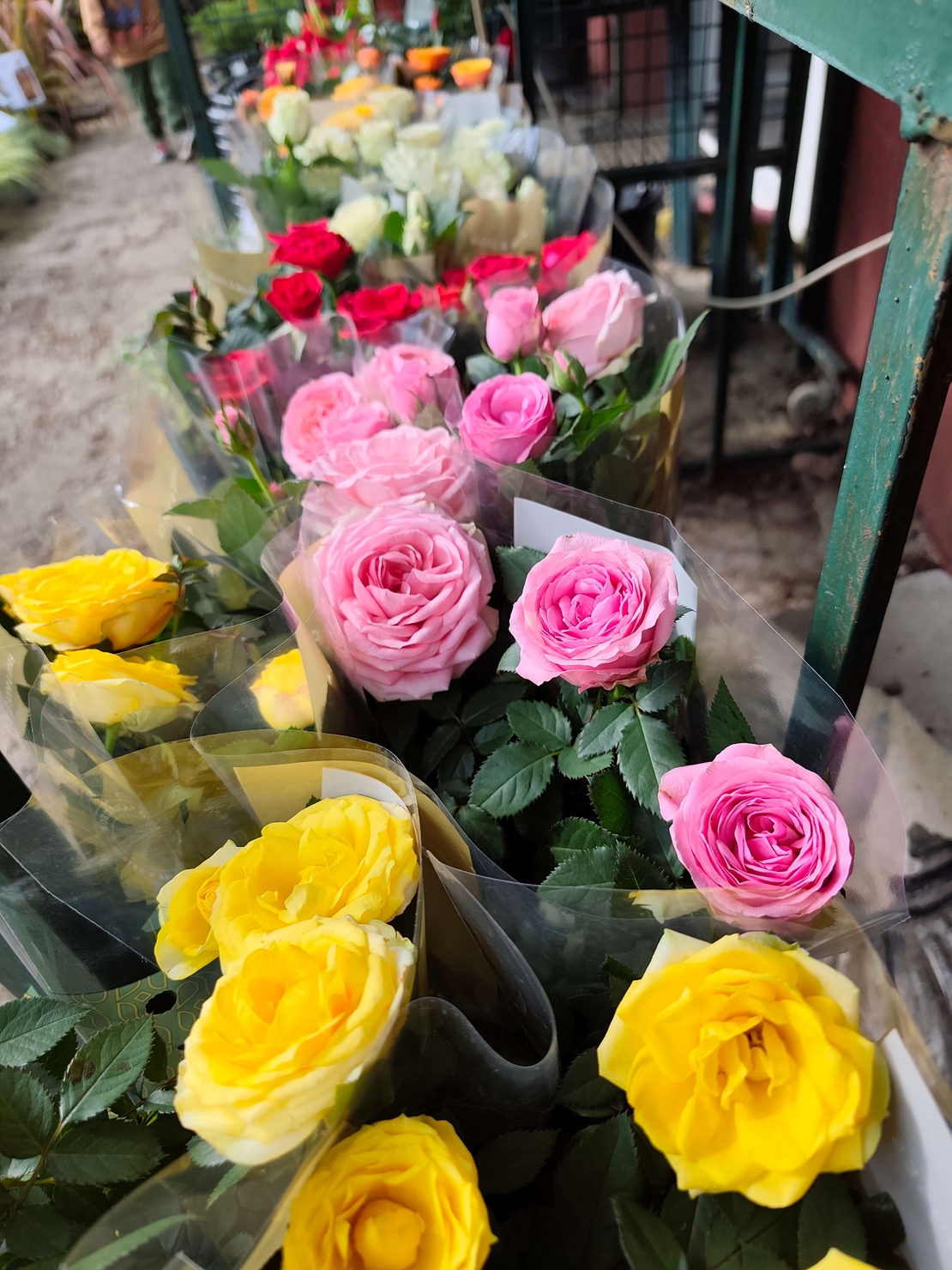 Rosa Mini (Мини стайна роза)