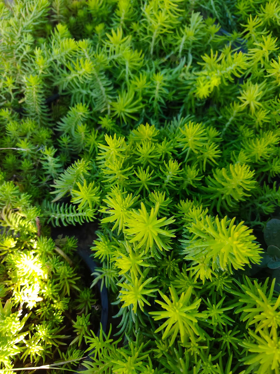 Sedum rupestre 'Angelina'