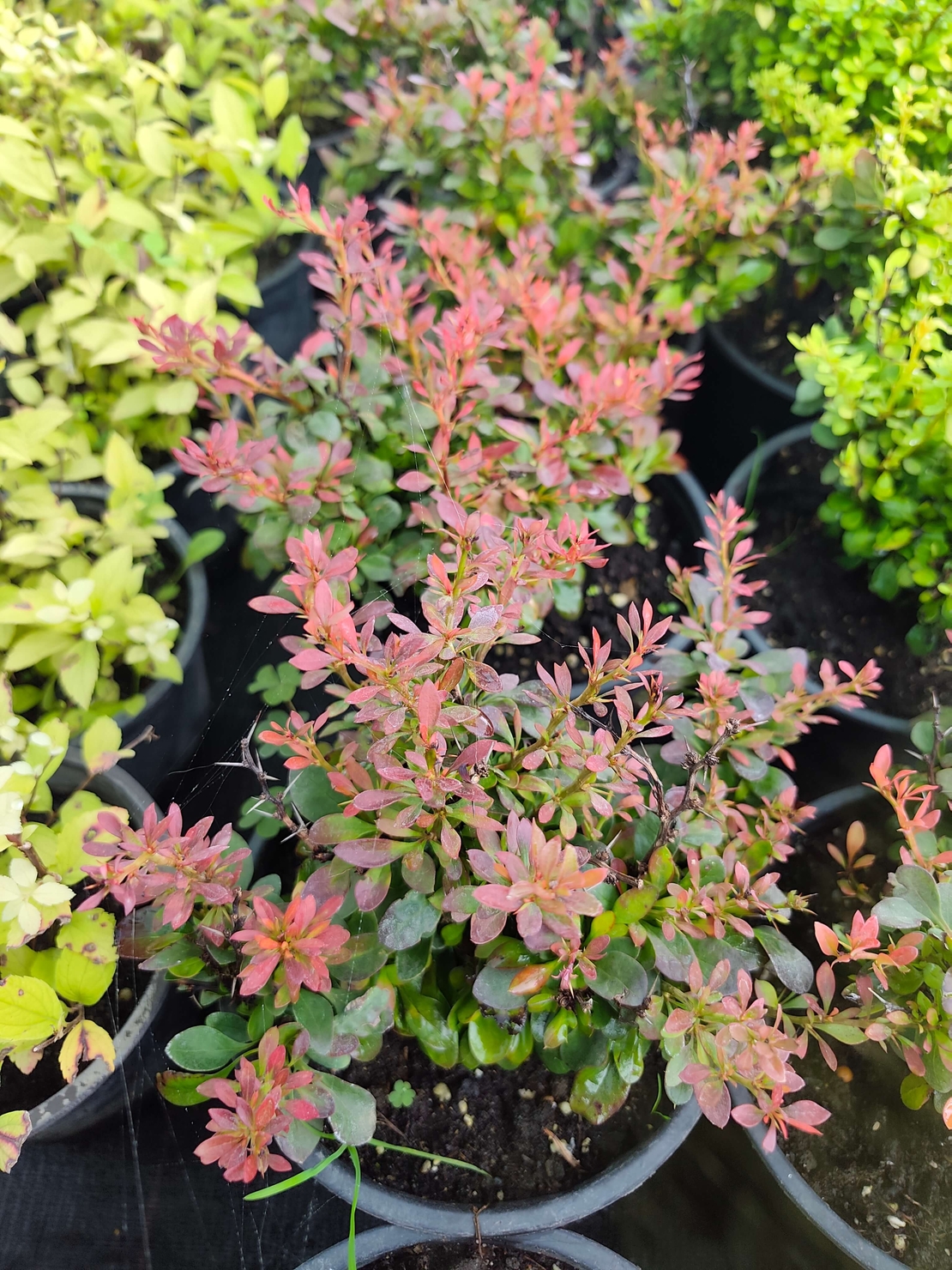 Berberis thunbergii 'Bagatelle'