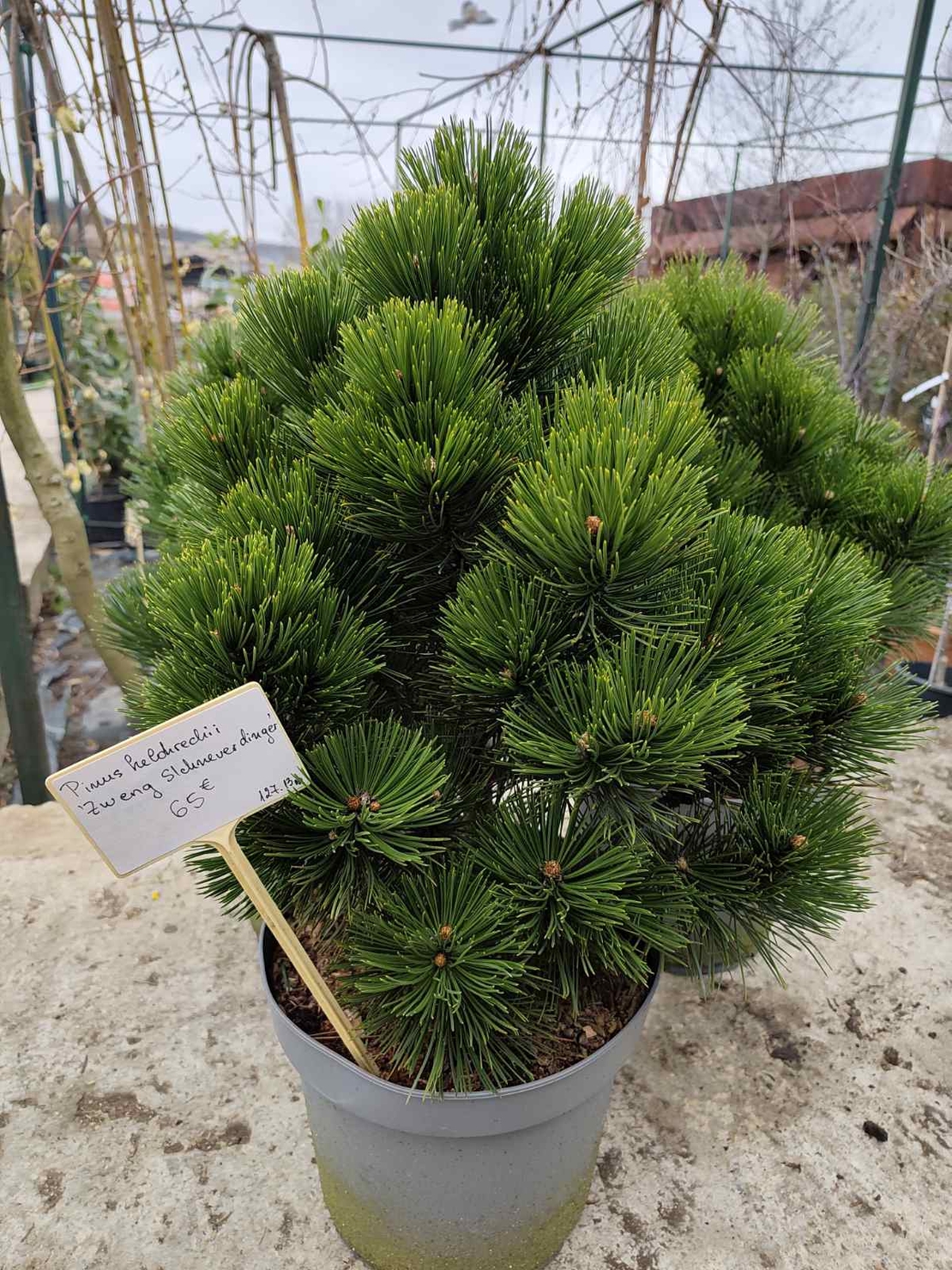 Pinus heldreichii Zwerg Schneverdingen