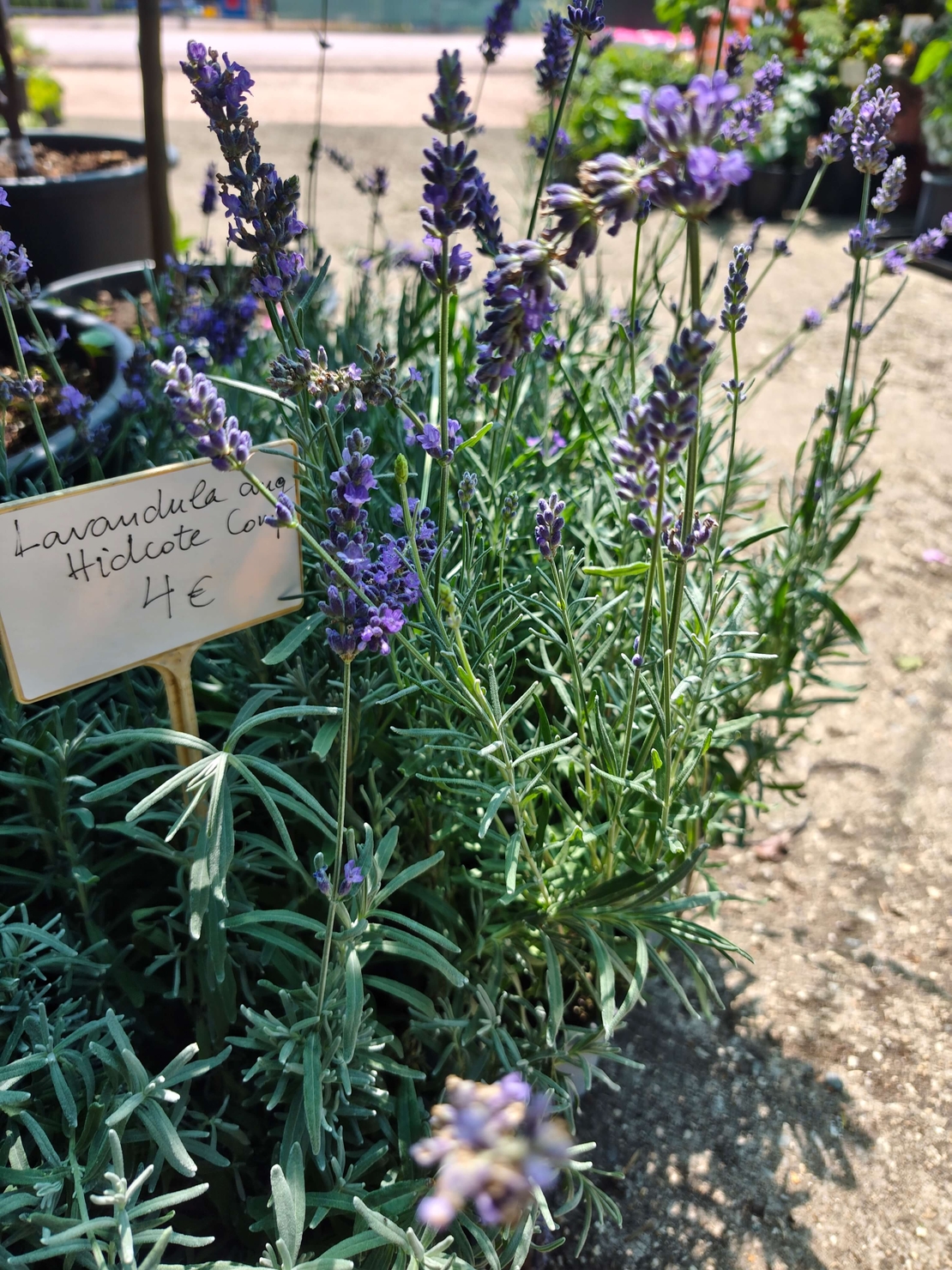 Lavandula angustifolia 'Hidcote'
