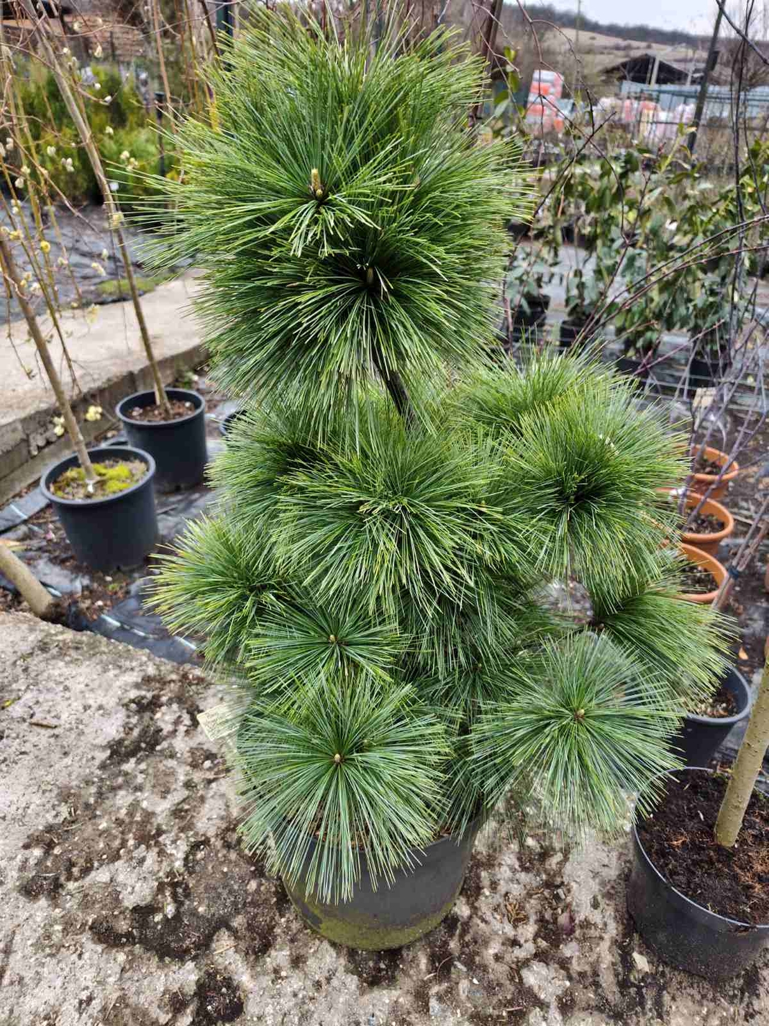 Pinus x schwerinii 'Wiethorst'