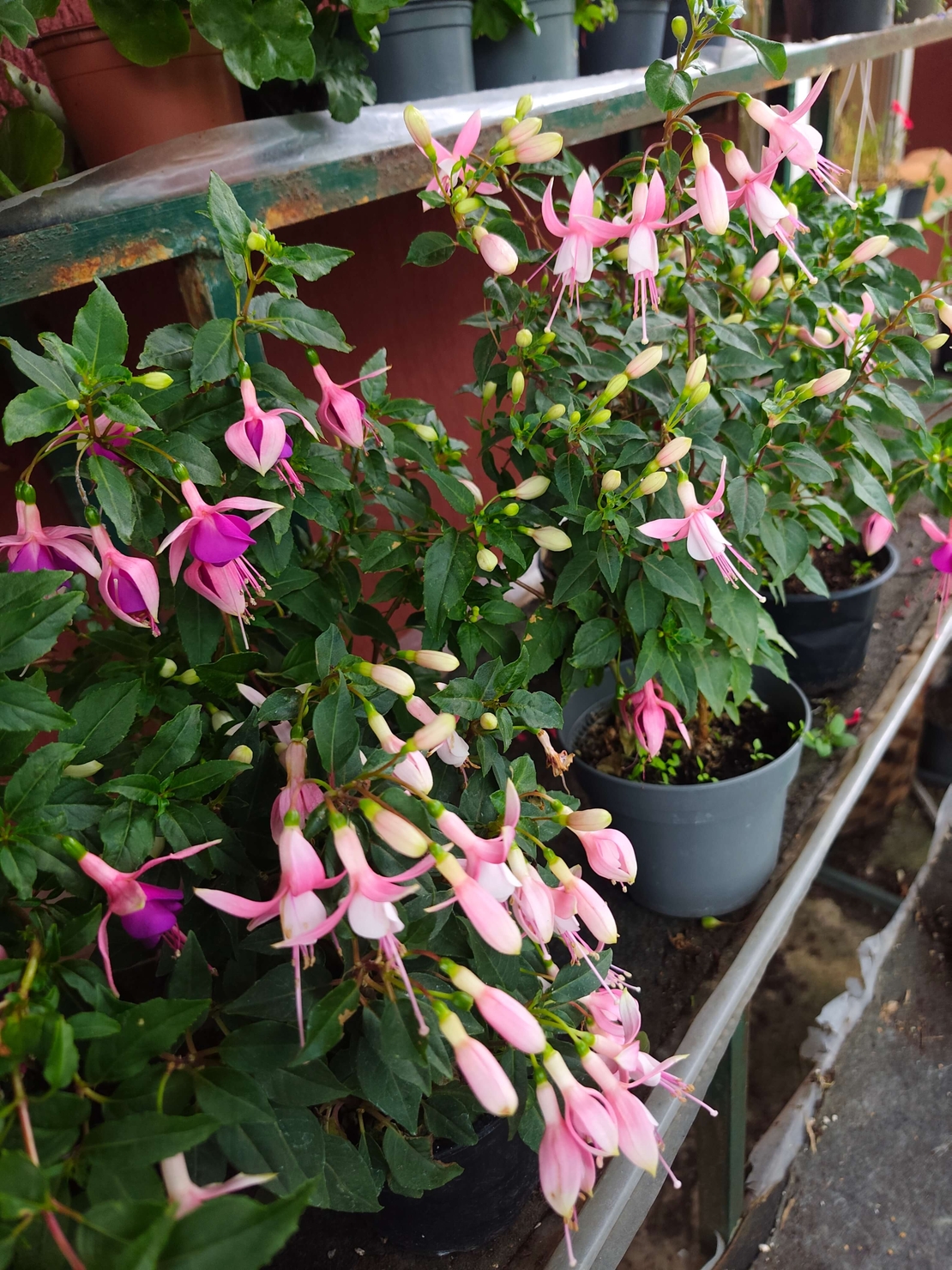 Fuchsia ( обички )
