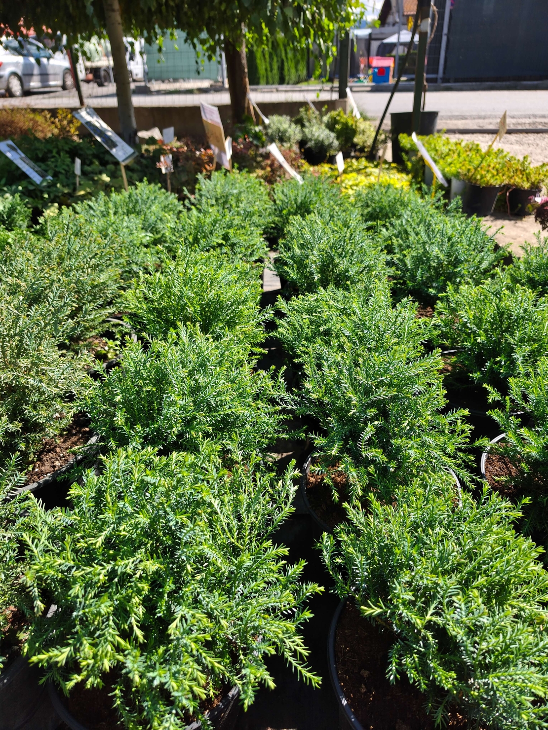 Thuja occidentalis ‘Mr. Bowling Ball’