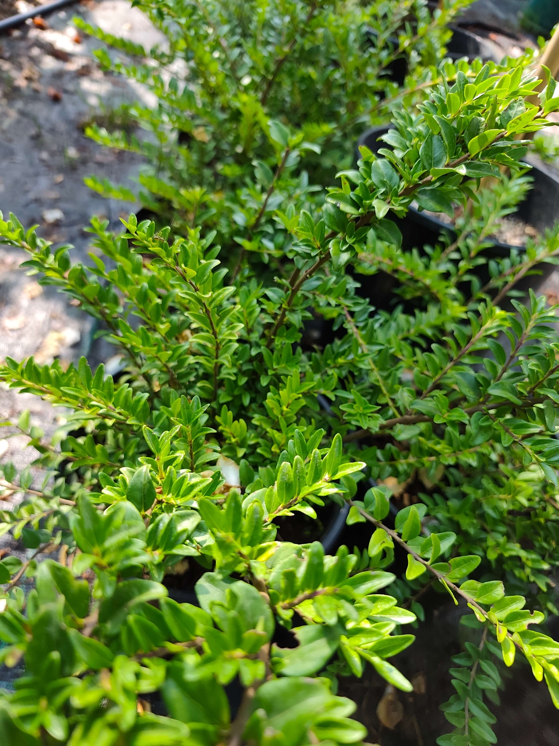 Lonicera nitida (Лъскав орлов нокът)
