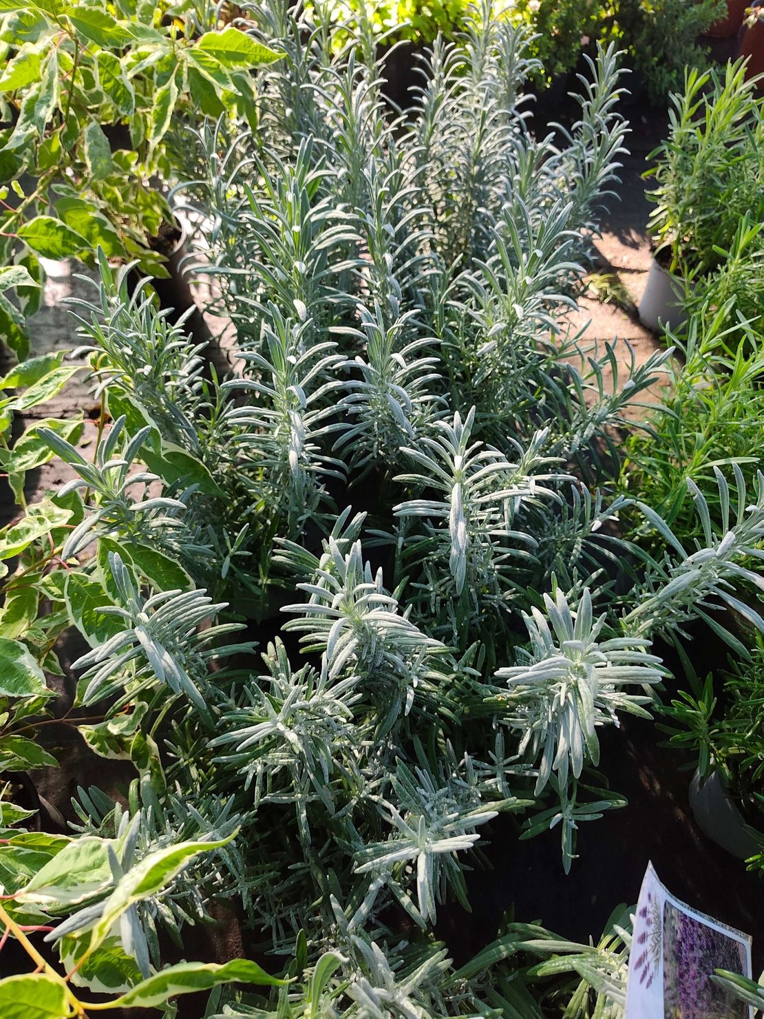 Lavandula × intermedia 'Sensational'