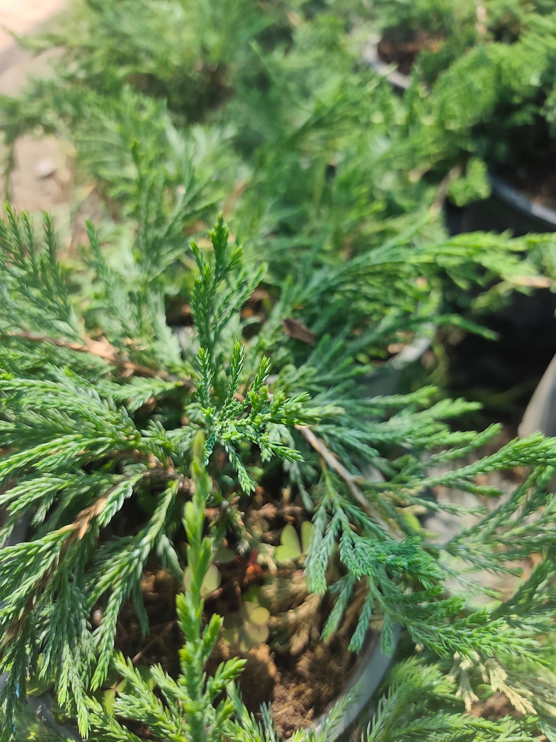 Juniperus horizontalis 'Blue Chip'