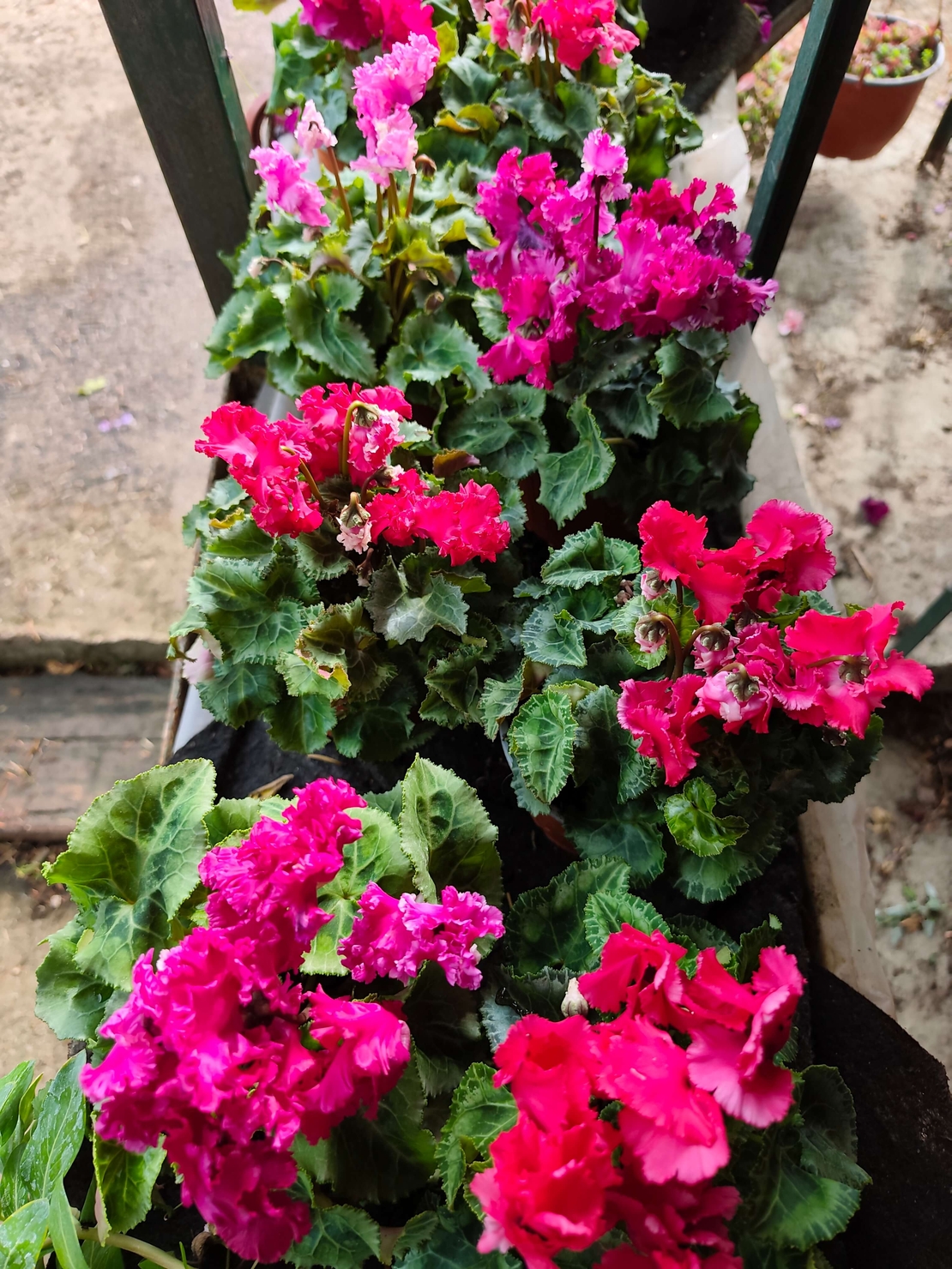 Cyclamen persicum (Стайна циклама)