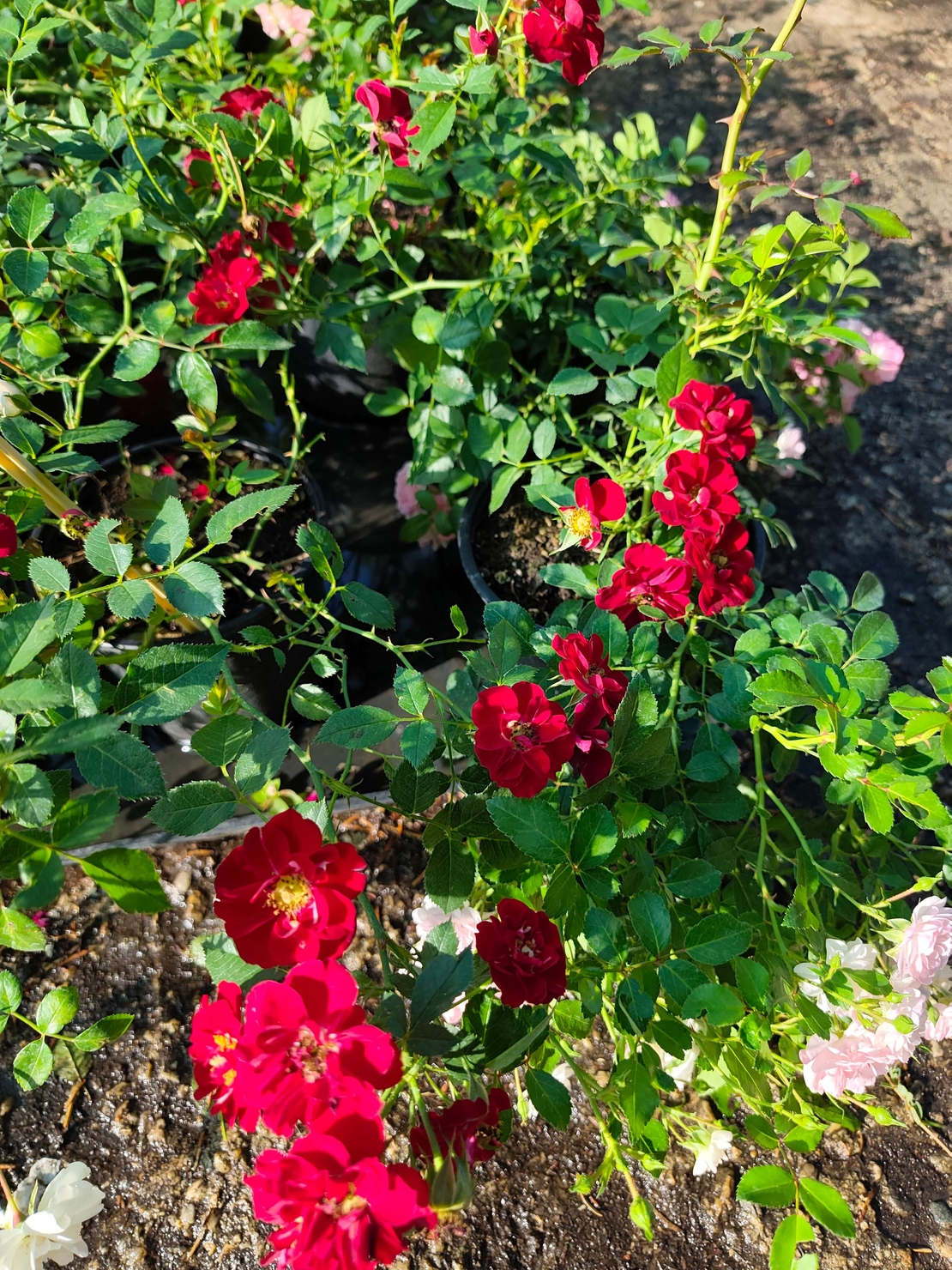 Rosa Mini (Мини роза)
