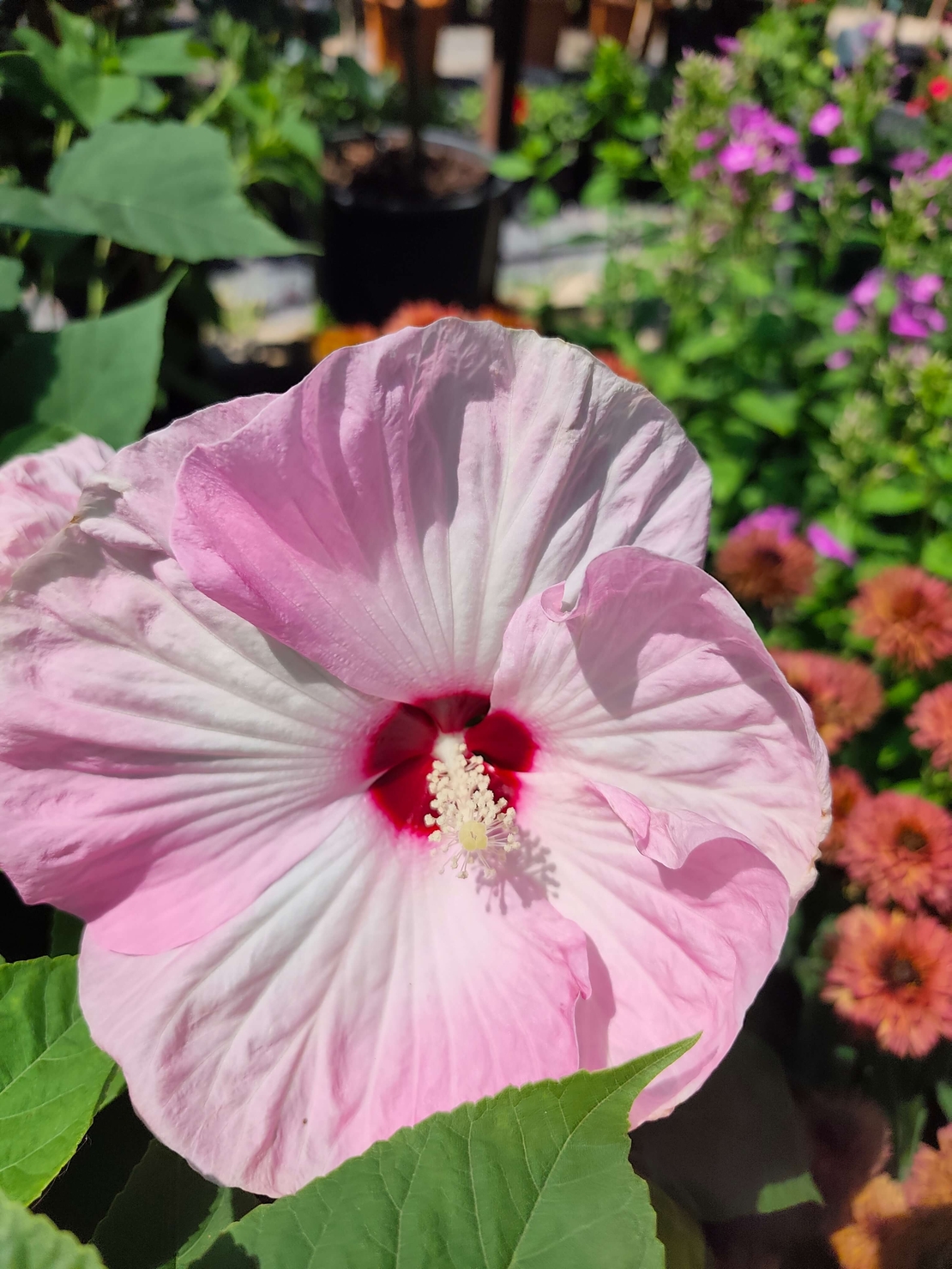Hibiscus moscheutos 'Luna'