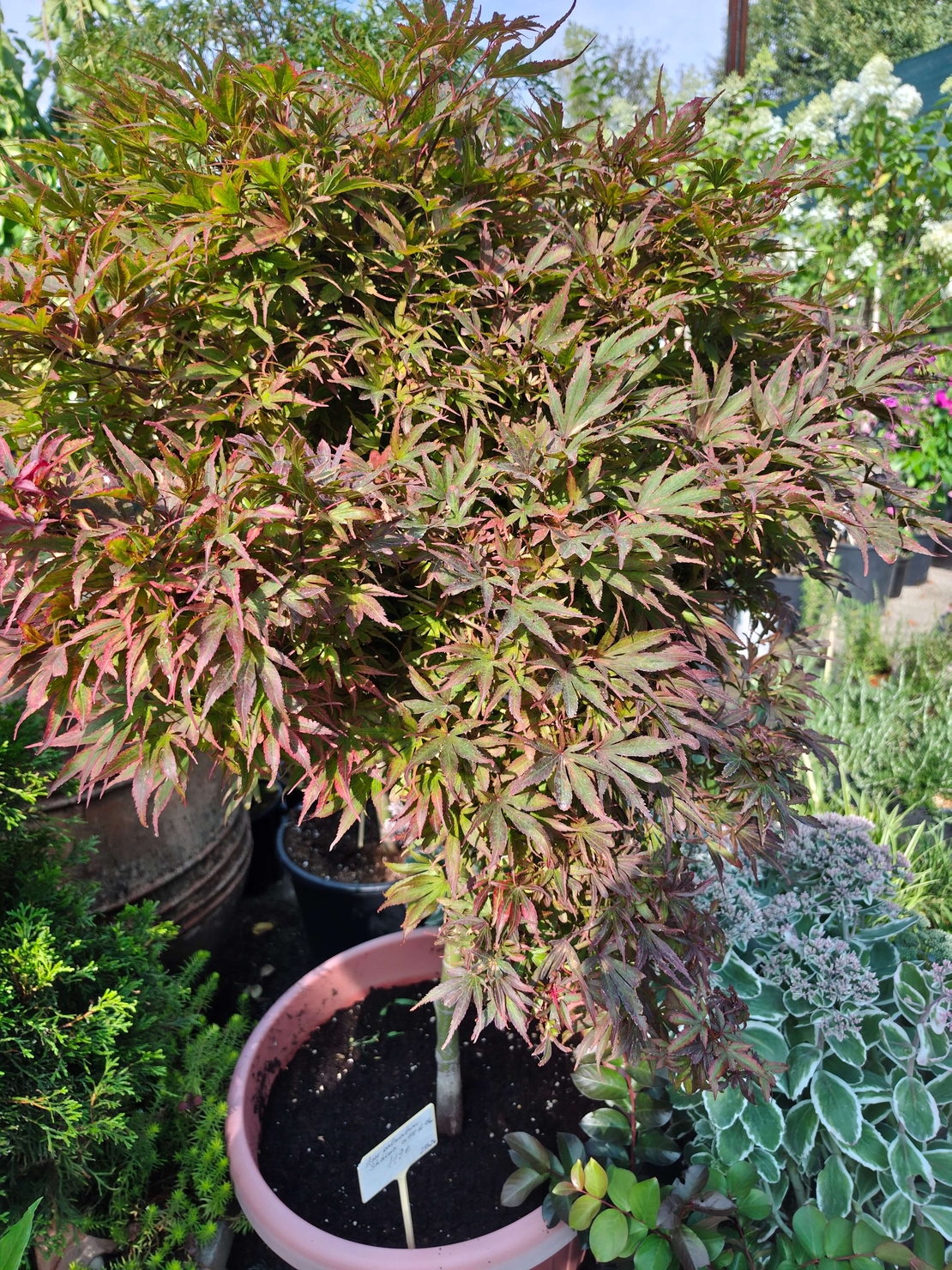 Acer palmatum 'Shaina'