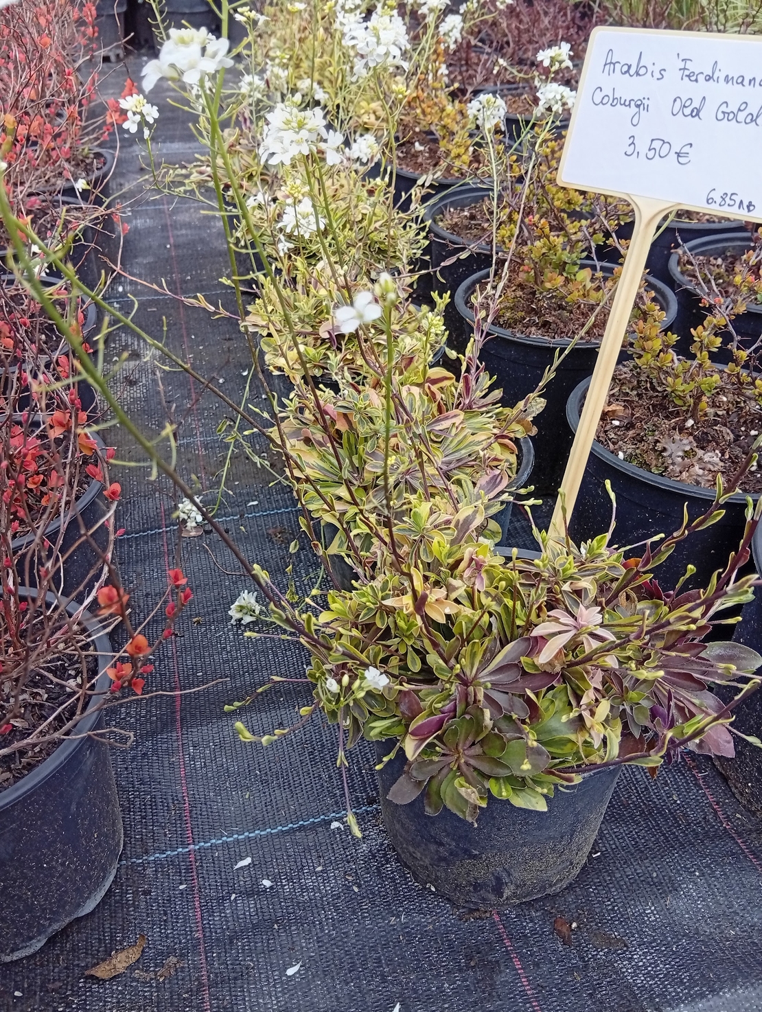 Arabis ferdinandi-coburgii Old Gold