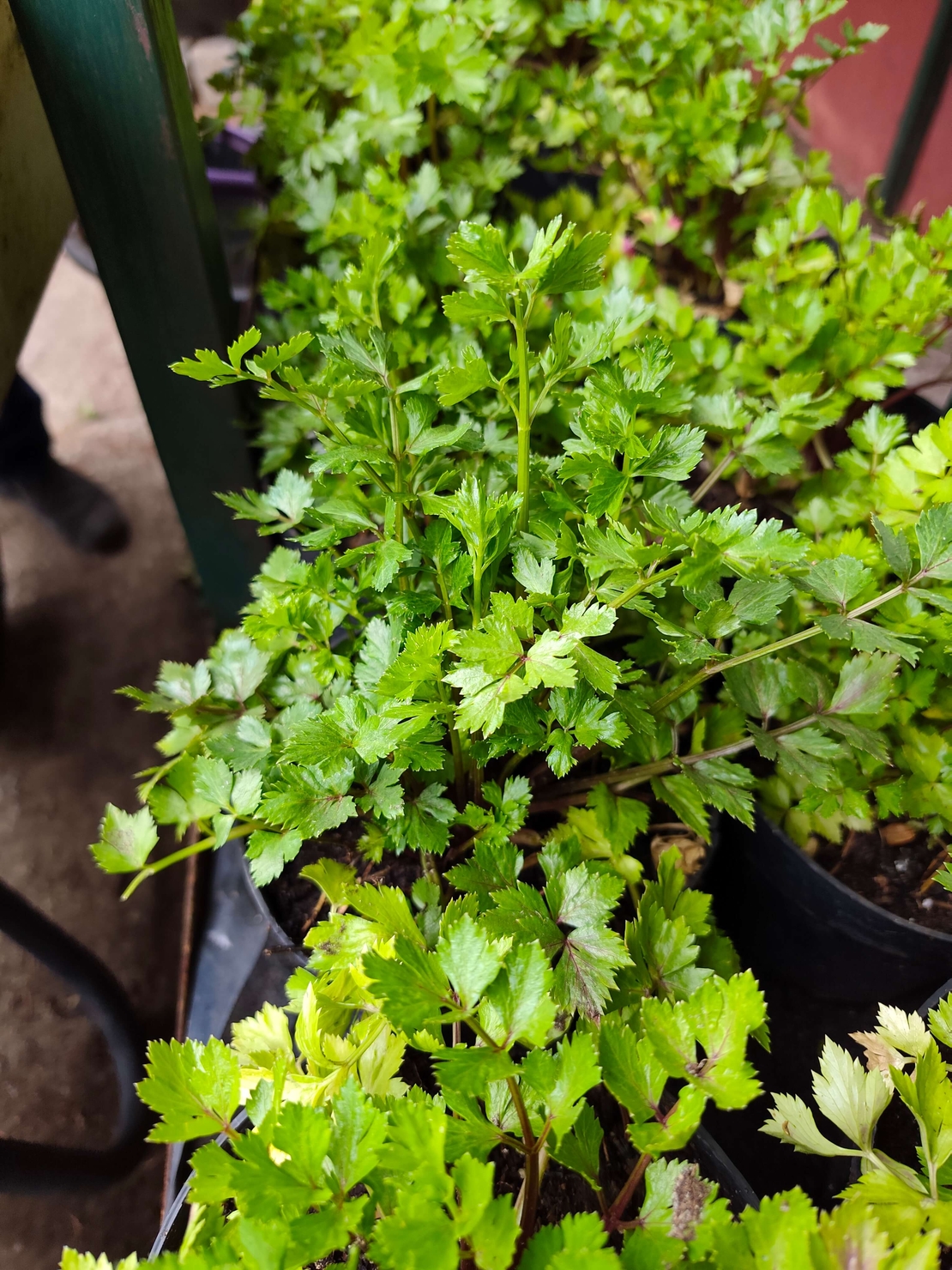 Apium graveolens ( целина )