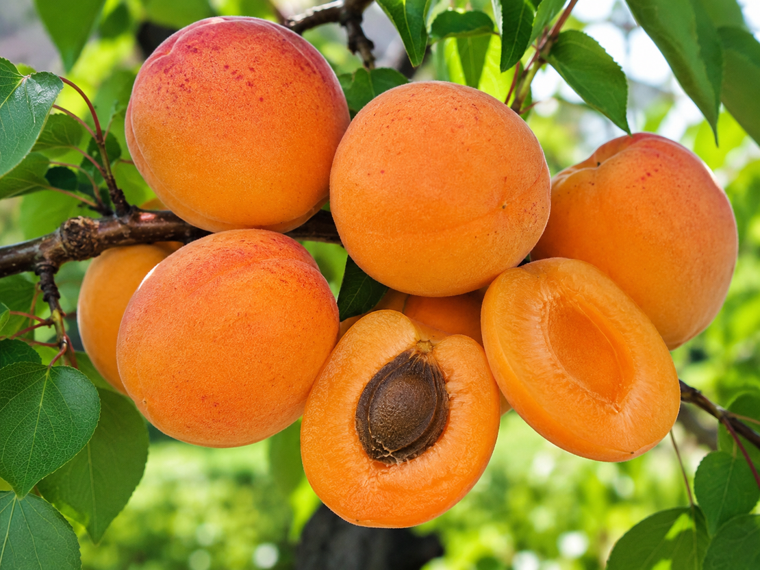 Prunus armeniaca (Кайсия)
