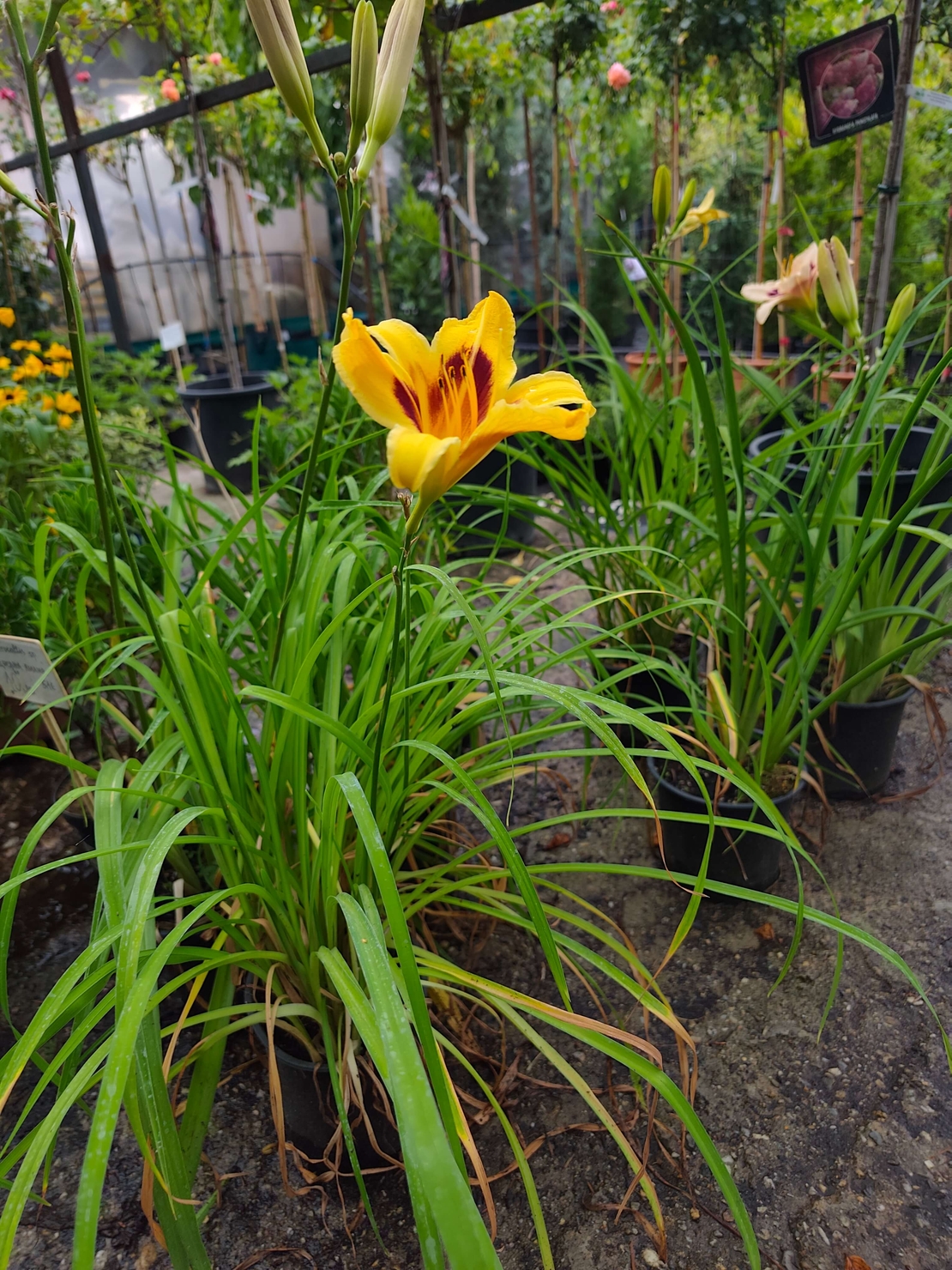 Hemerocallis
