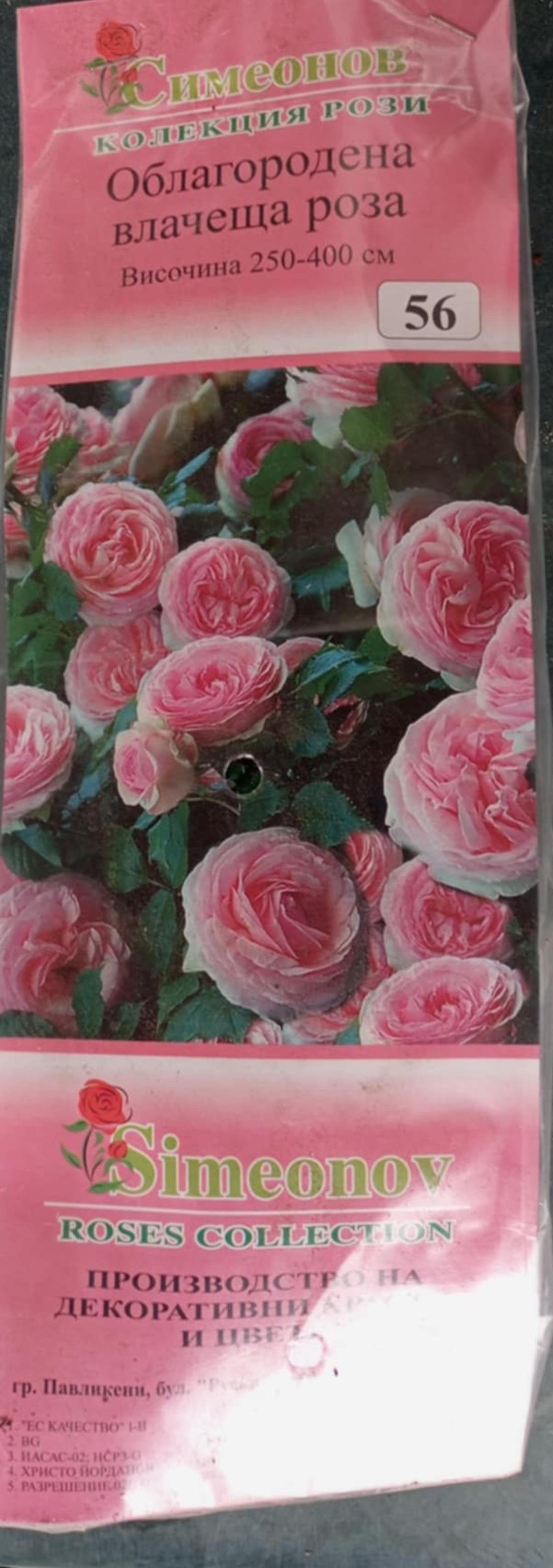 Увивна роза на гол корен 56