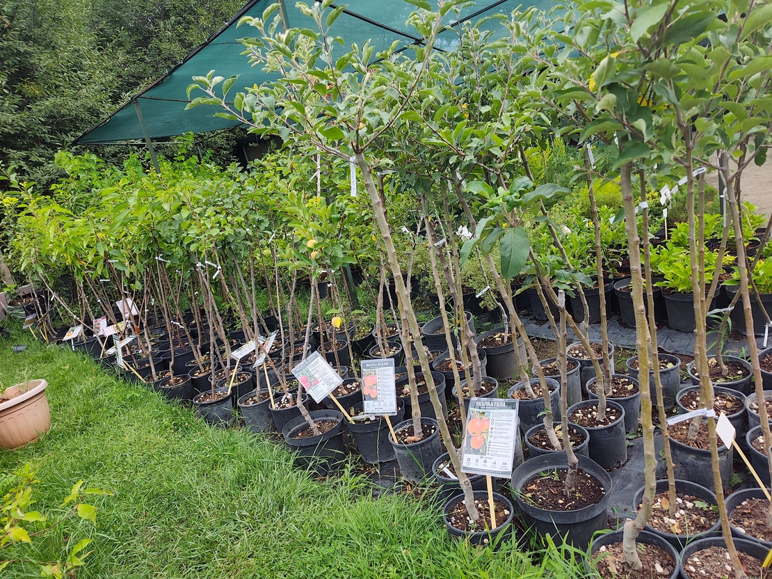 Prunus cerasus (Вишна)