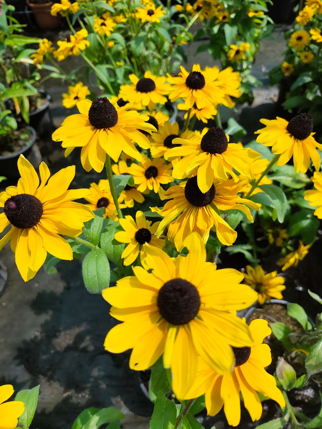 Rudbeckia fulgida (Рудбекия)