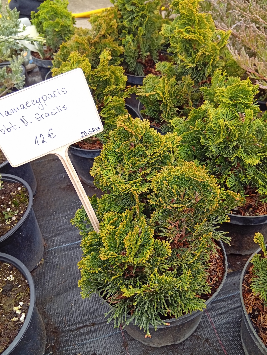 Chamaecyparis obtusa Nana Gracilis