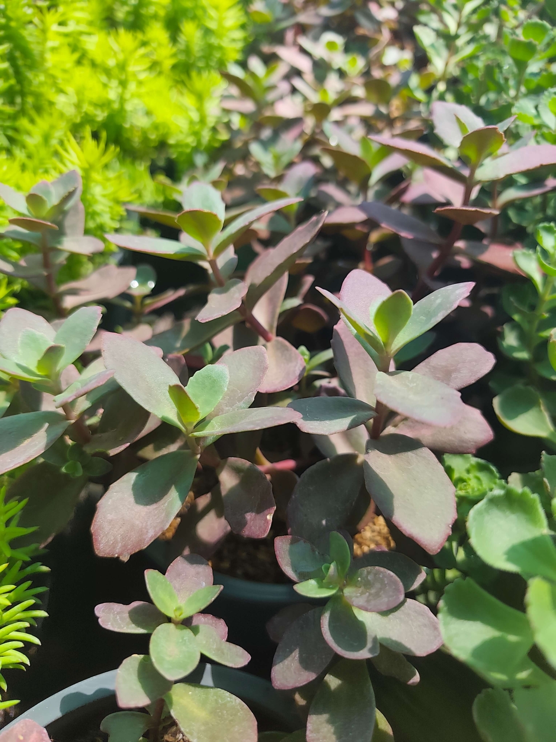 Sedum 'Firecracker'
