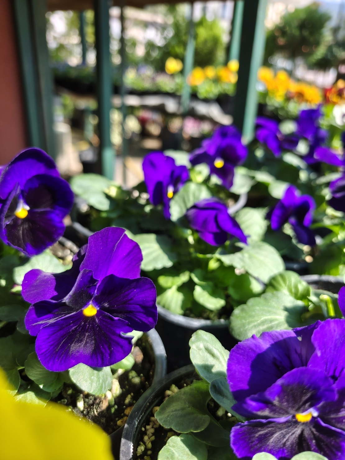 Viola × wittrockiana (Градинска теменужка)