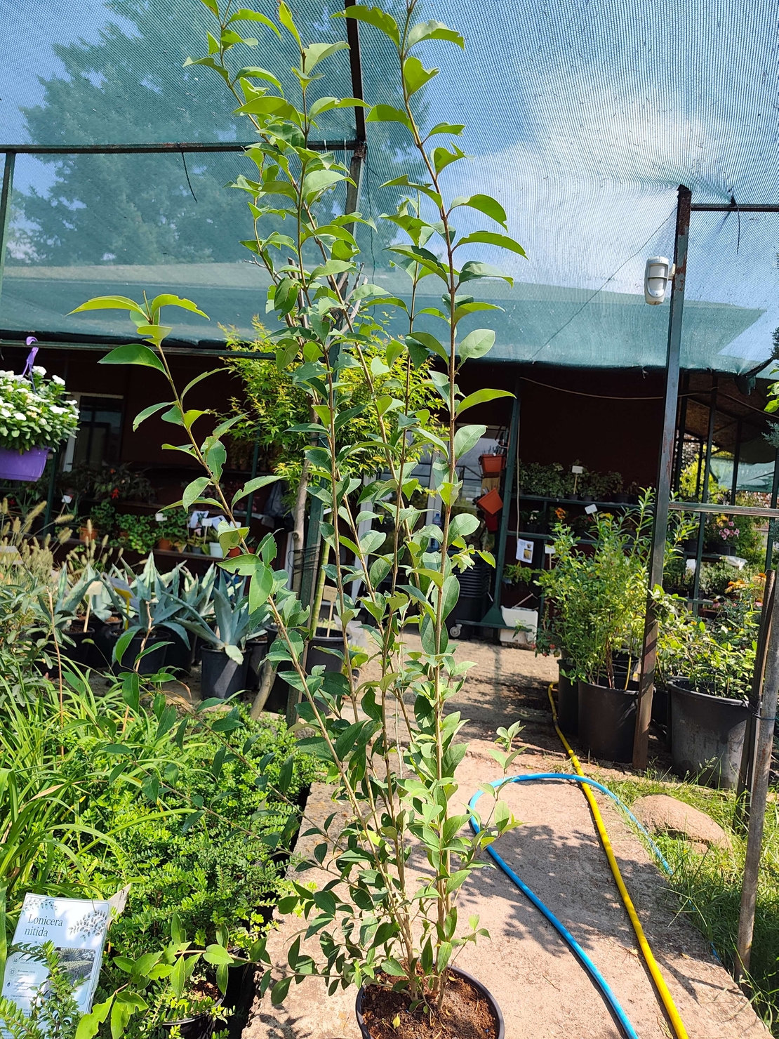 Ligustrum japonicum (Японски лигуструм)