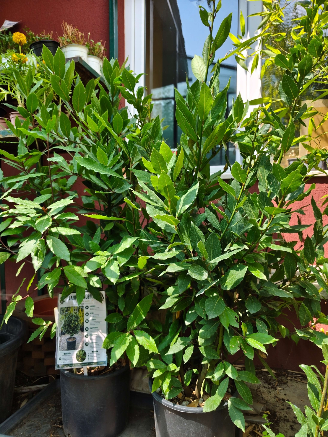 Laurus nobilis (Дафинов лист)