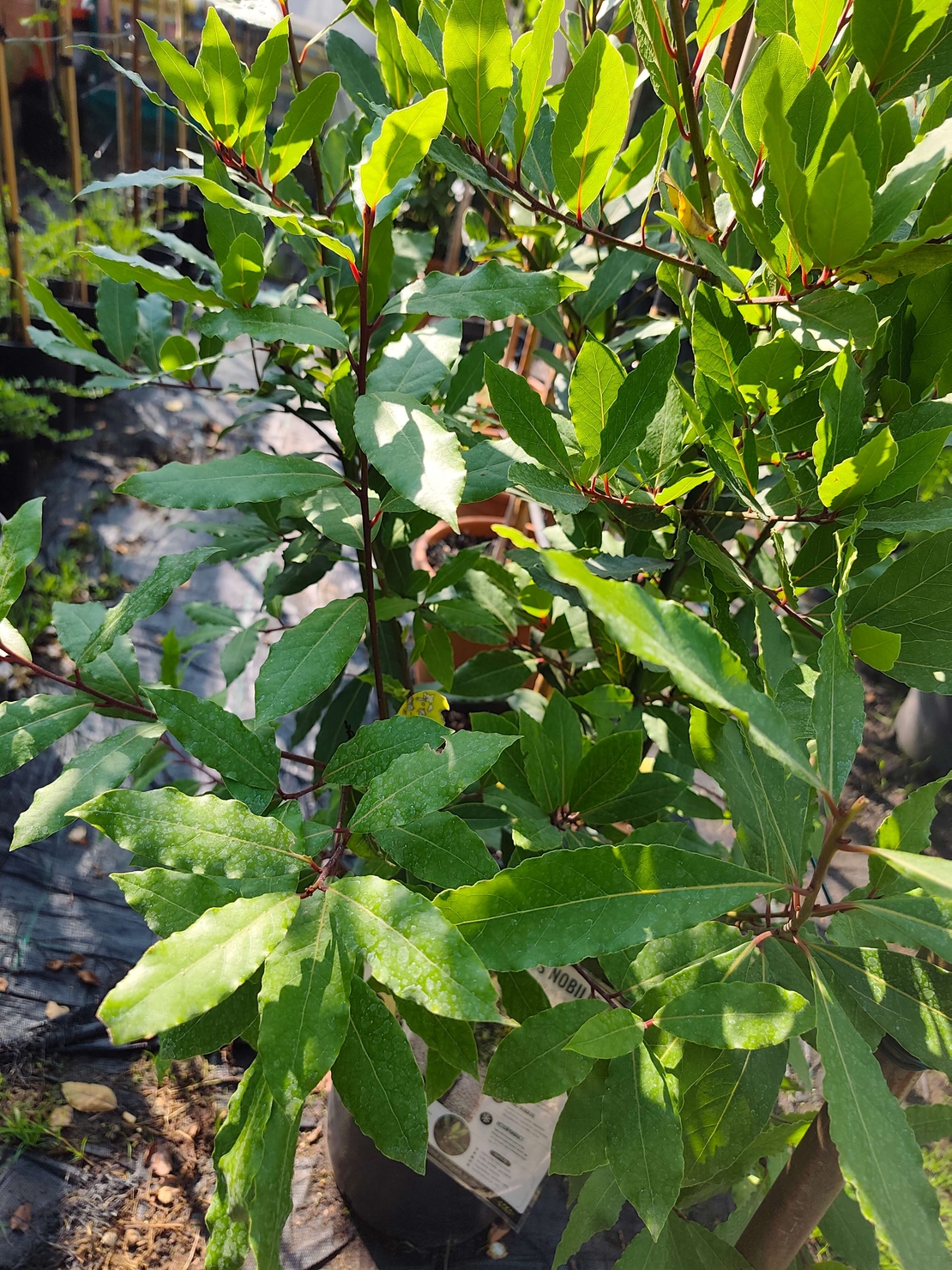 Laurus nobilis (Дафинов лист)