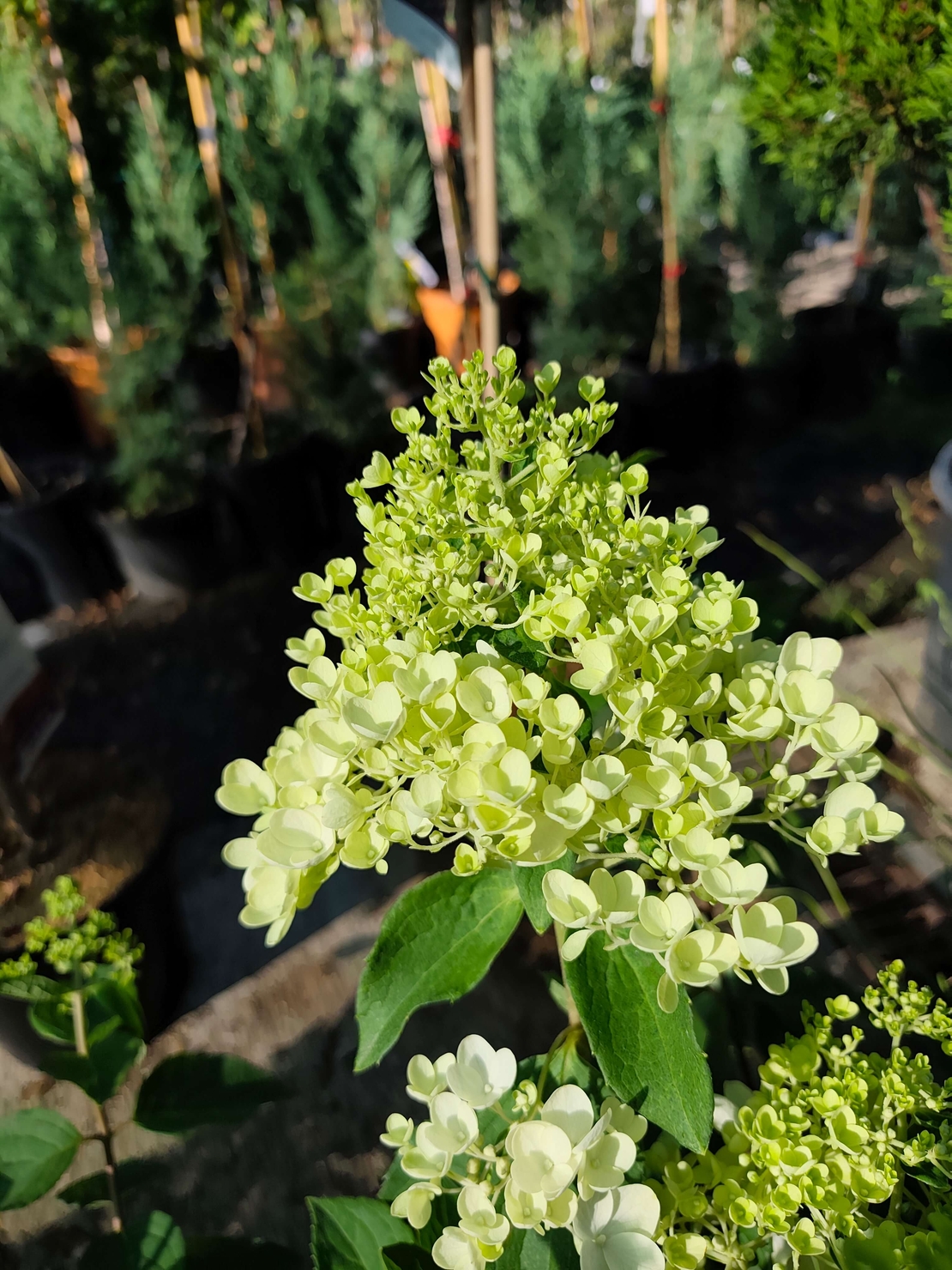 Hydrangea paniculata ‘Candlelight’