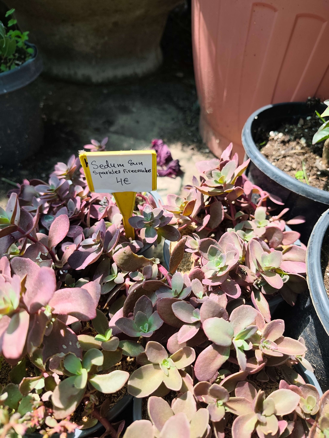 Sedum 'Firecracker'