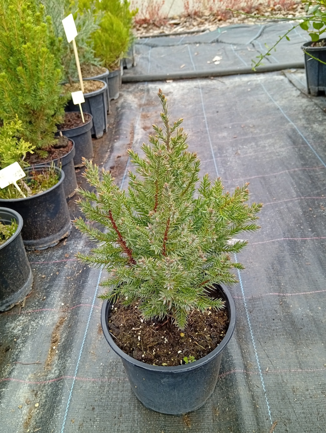 Juniperus chinensis Stricta