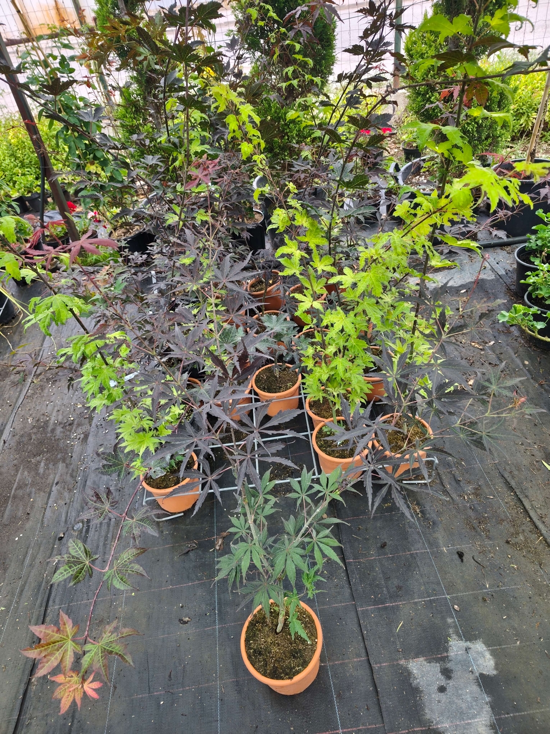 Acer palmatum (Японски клен)