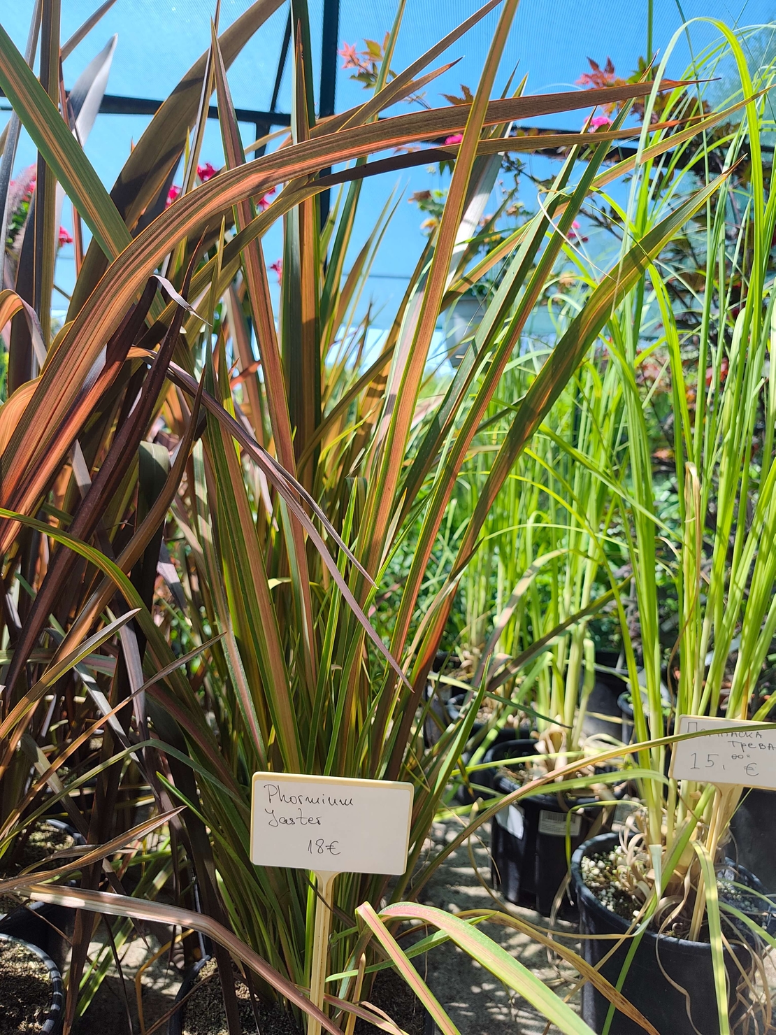 Phormium 'Jester'