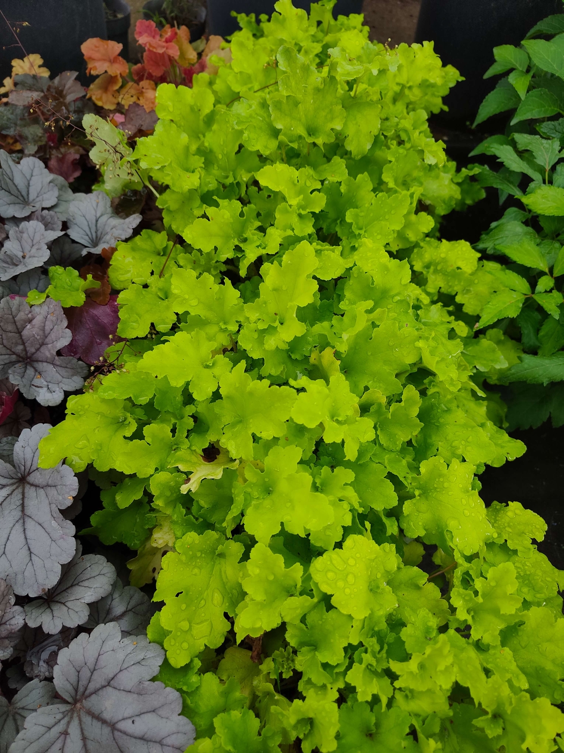 Heuchera