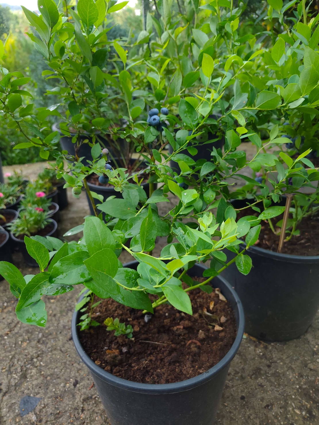 Vaccinium corymbosum ( Висока американска боровинка )