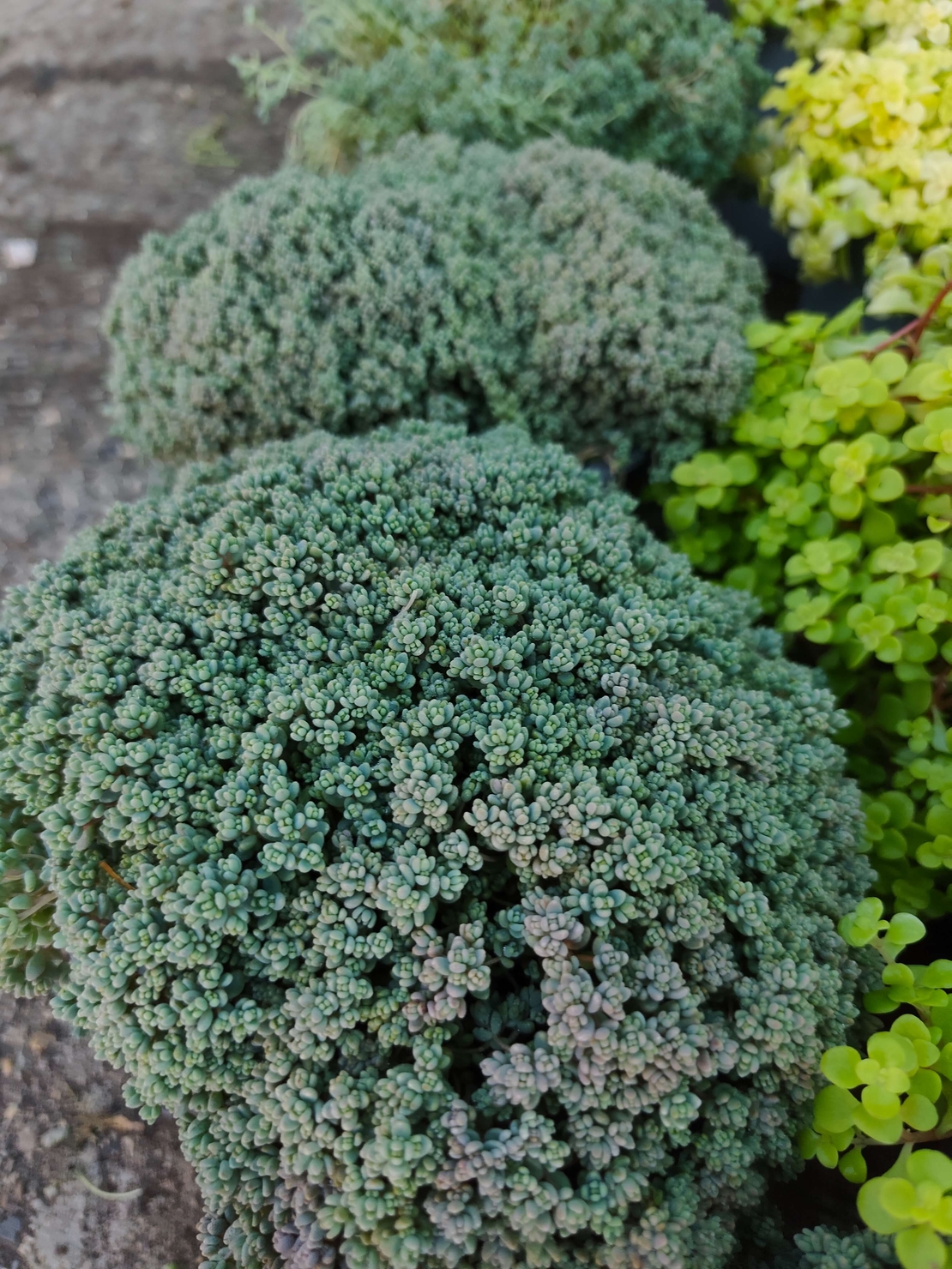 Sedum dasyphyllum (Дребнолистен седум)