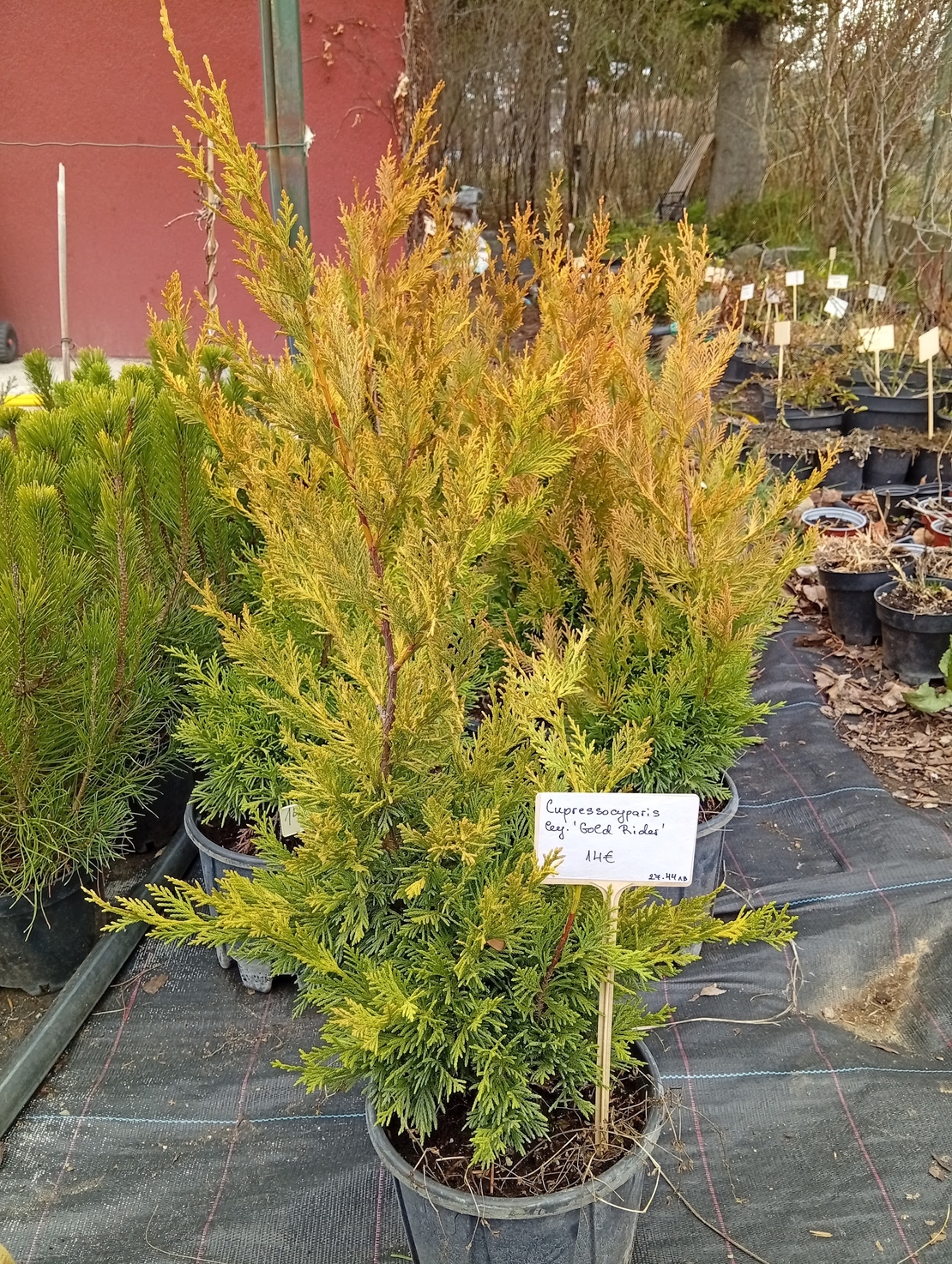 Cupressocyparis leylandii Gold rider